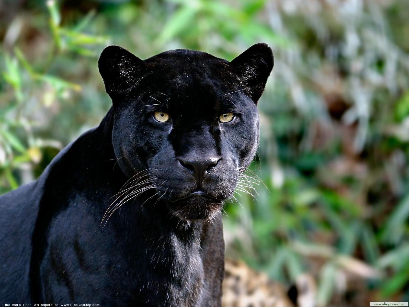 1600x1200 Black panther Animals Desktop Wallpaper picture