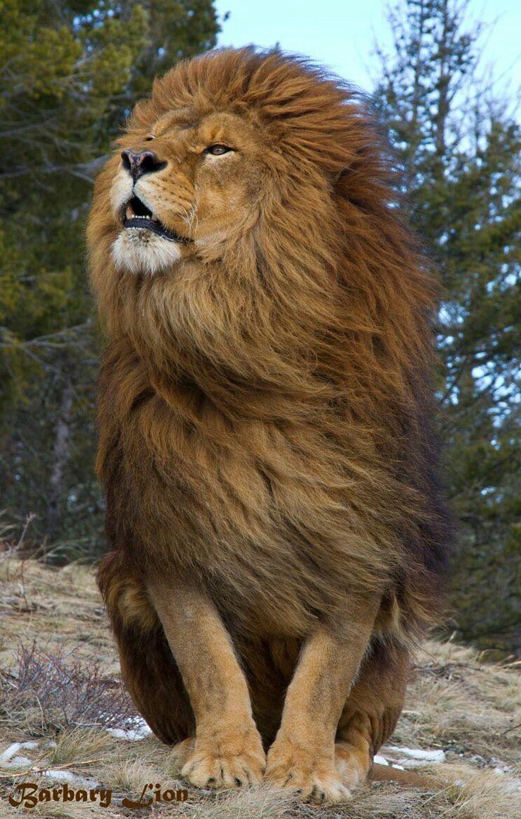 736x1157 Hair Blowing Lion Wallpaper Wallpaper HD. Animals, Animals beautiful, Majestic animals