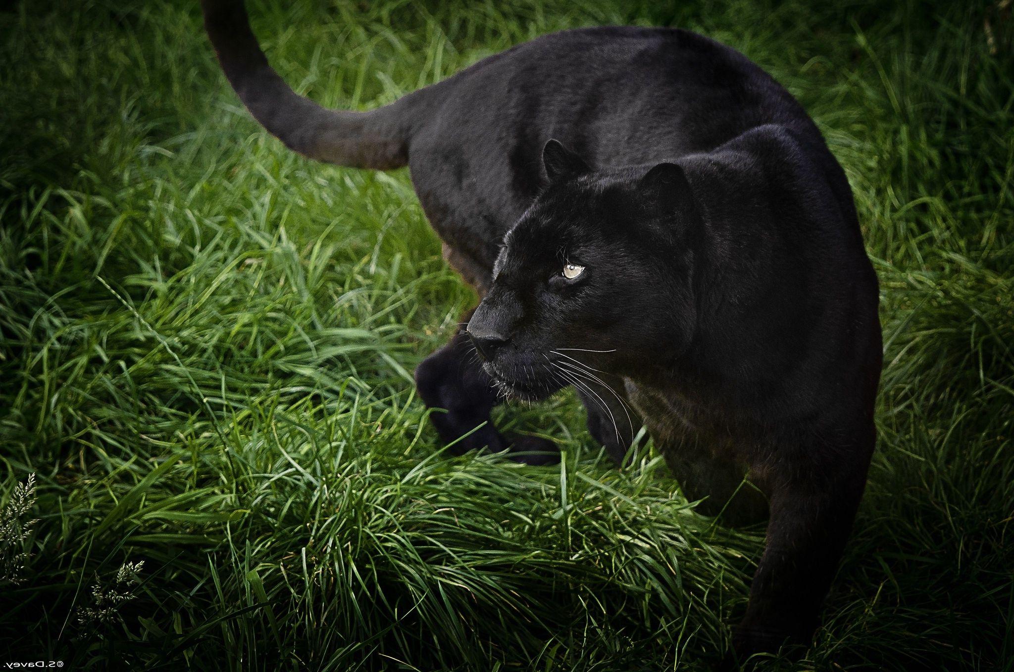 2048x1359 Black panther wild life Wallpaper HD / Desktop and Mobile Background
