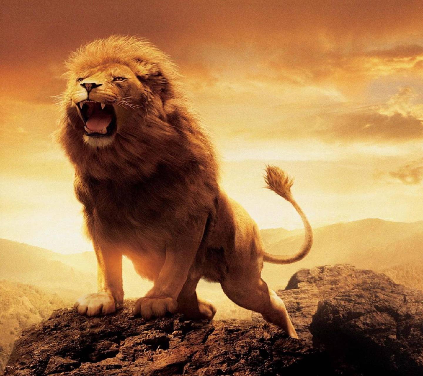 1440x1280 Beautiful Lion wallpaper