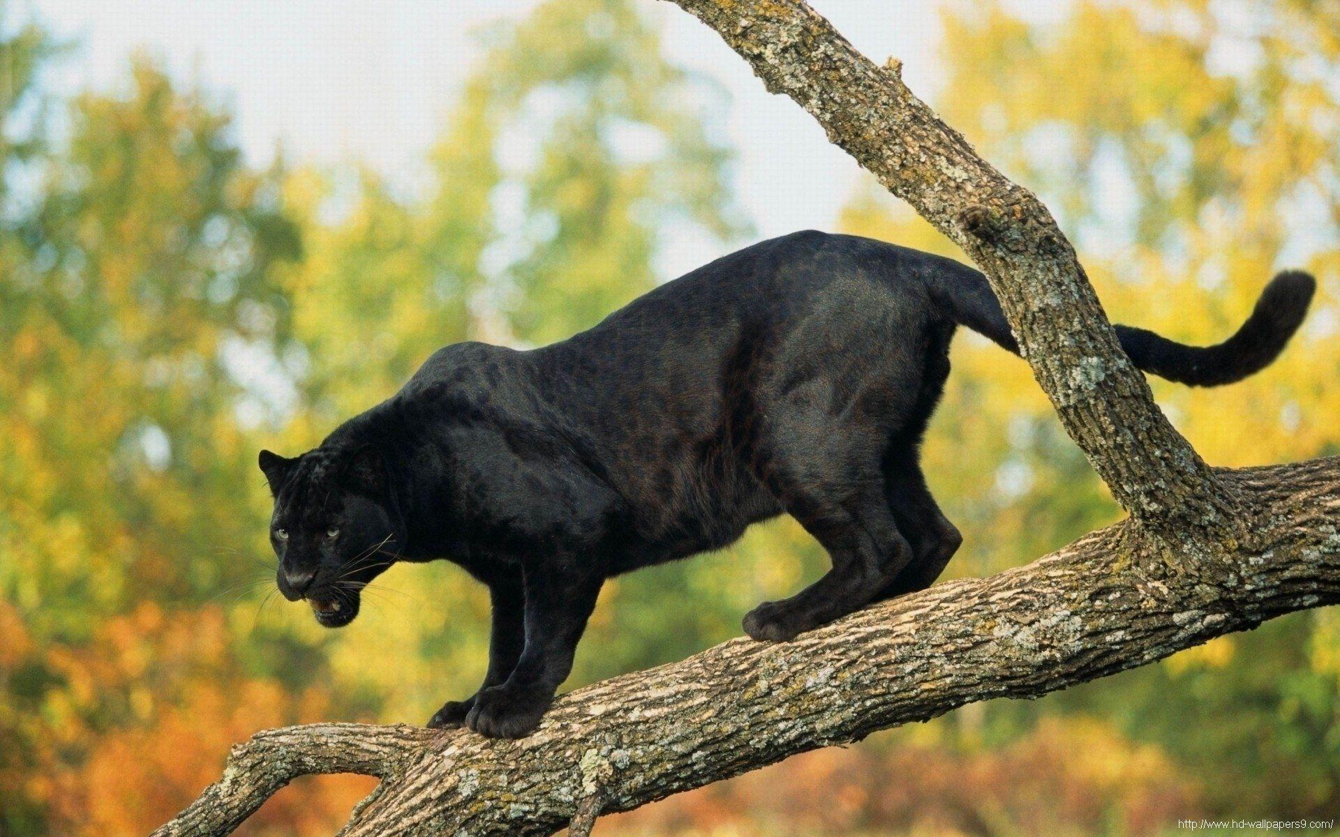 1920x1200 Black Panther wallpaperx1200