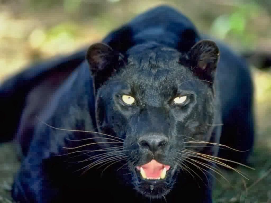 1024x768 Black Panther HD Wallpaper, black panther, wild animal, wild black 392 - Black Leopard HD Wallpaper