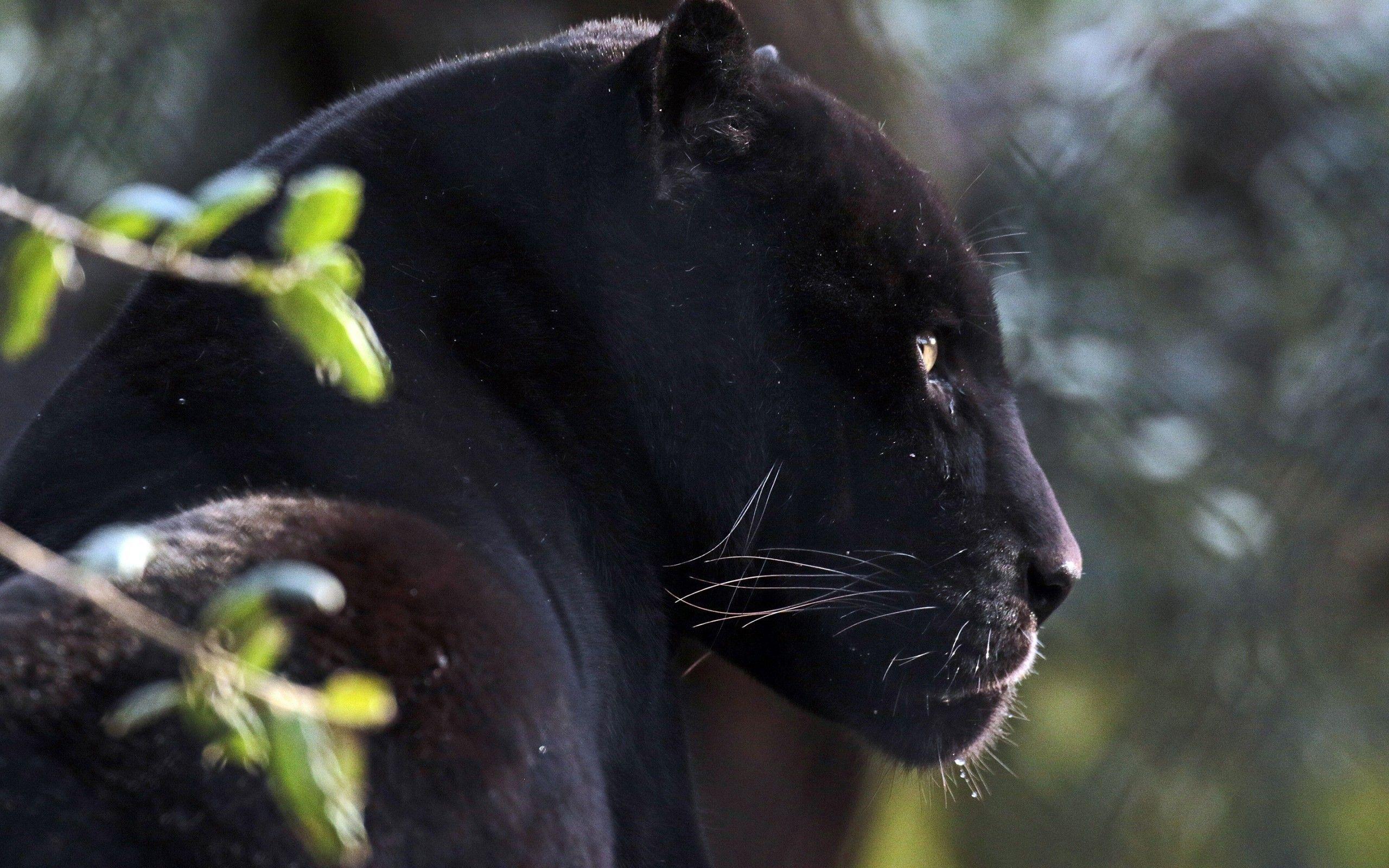 2560x1600 Download 2560x1600 Black Panther, Majestic, Looking Away, Predator, Big Cats, Wild Wallpaper for MacBook Pro 13 inch