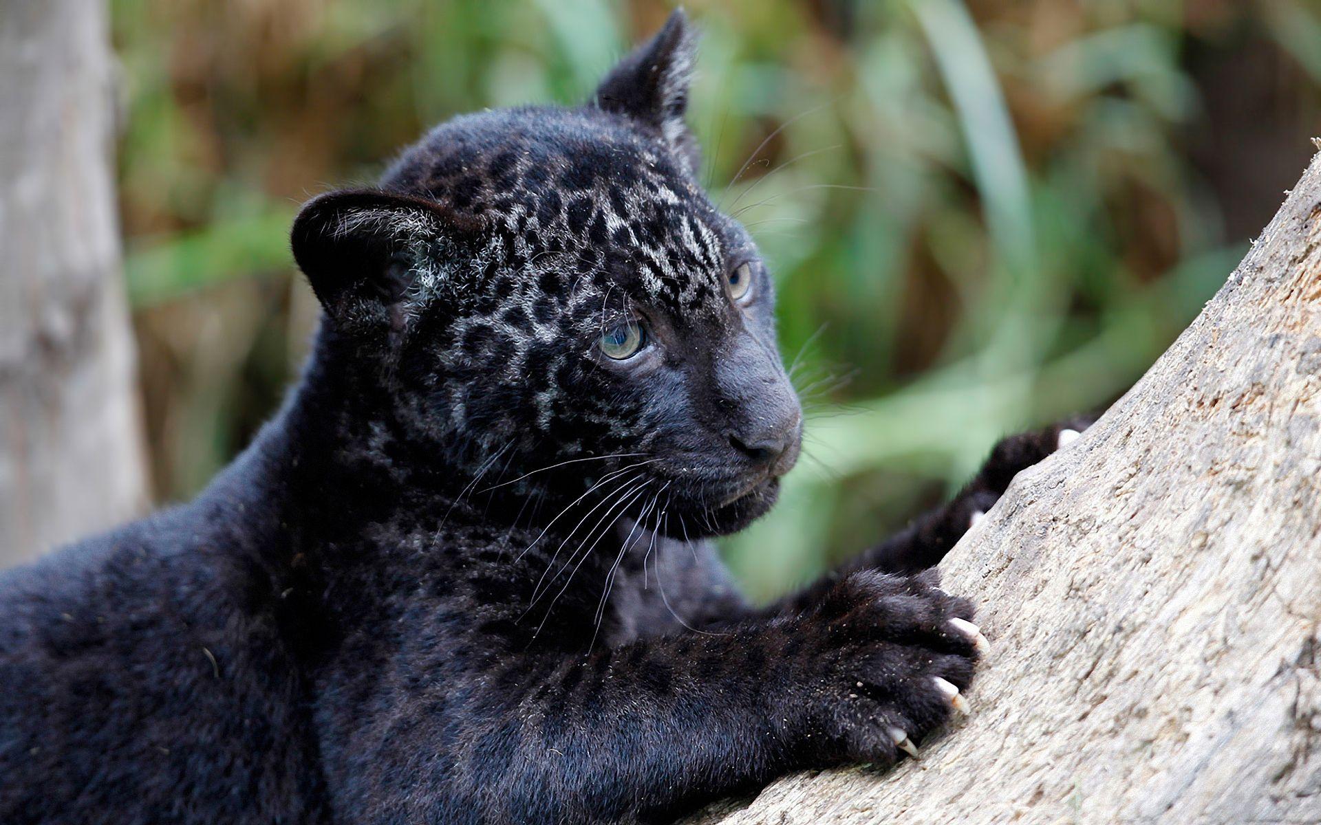 1920x1200 black panther wild Desktop Wallpaperk HD