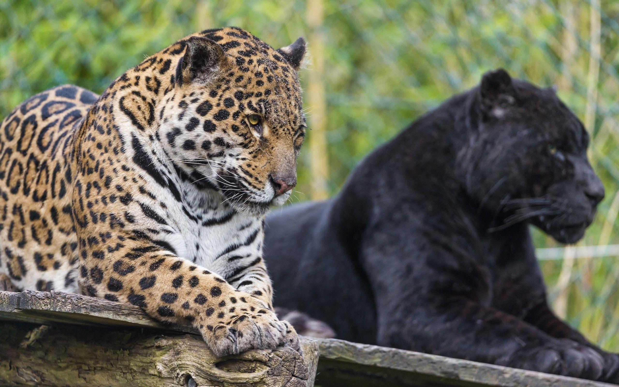 2560x1600 Black and dappled Panther wallpaper and image, picture, photo