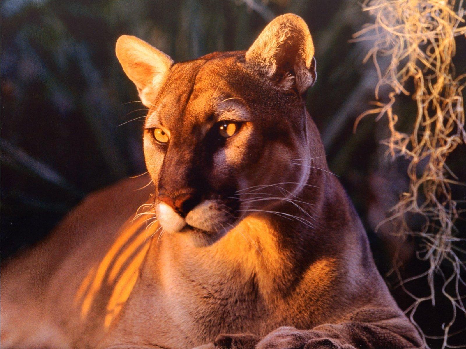 1600x1200 Free Florida panther, wildlife big cats computer desktop wallpaper