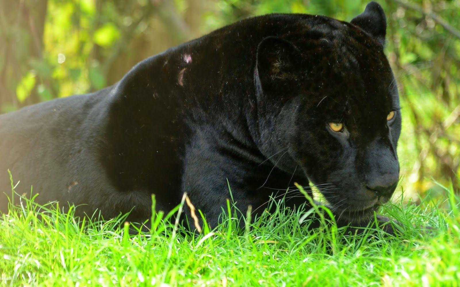 1600x1000 Black Panther HD Wallpaper, black panther, wild animal, wild black 1902 - Black Panthers Wallpaper