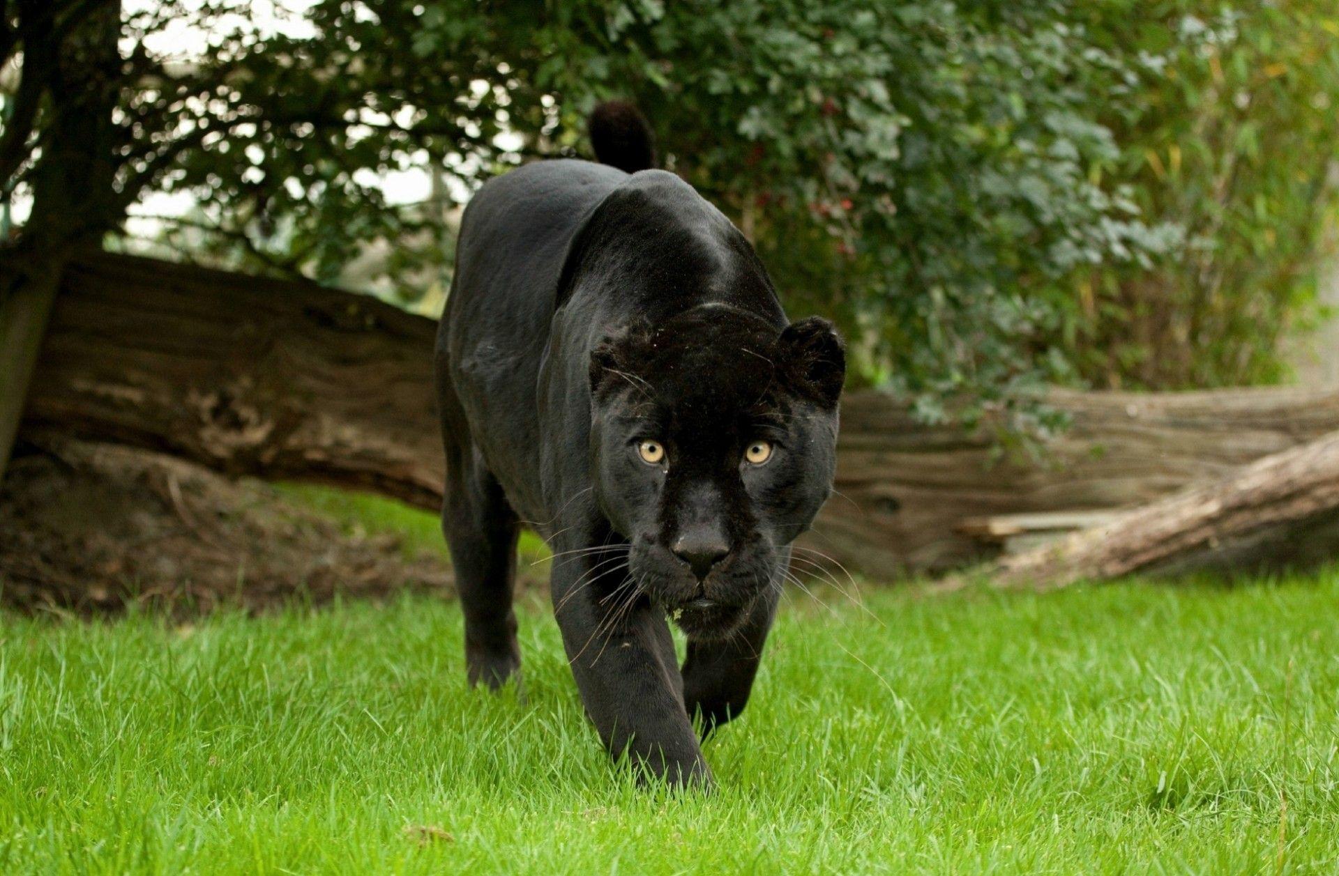 1920x1257 wild cat jaguar panther teeth black jaguar HD wallpaper