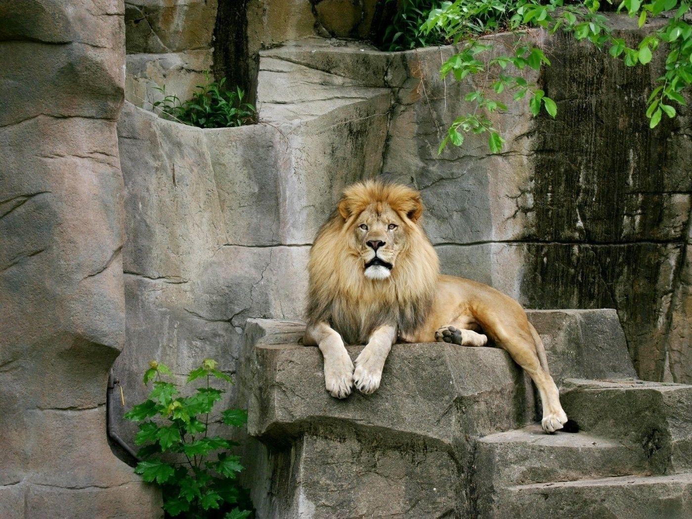 1400x1050 Very Beautiful Lion Wallpaper