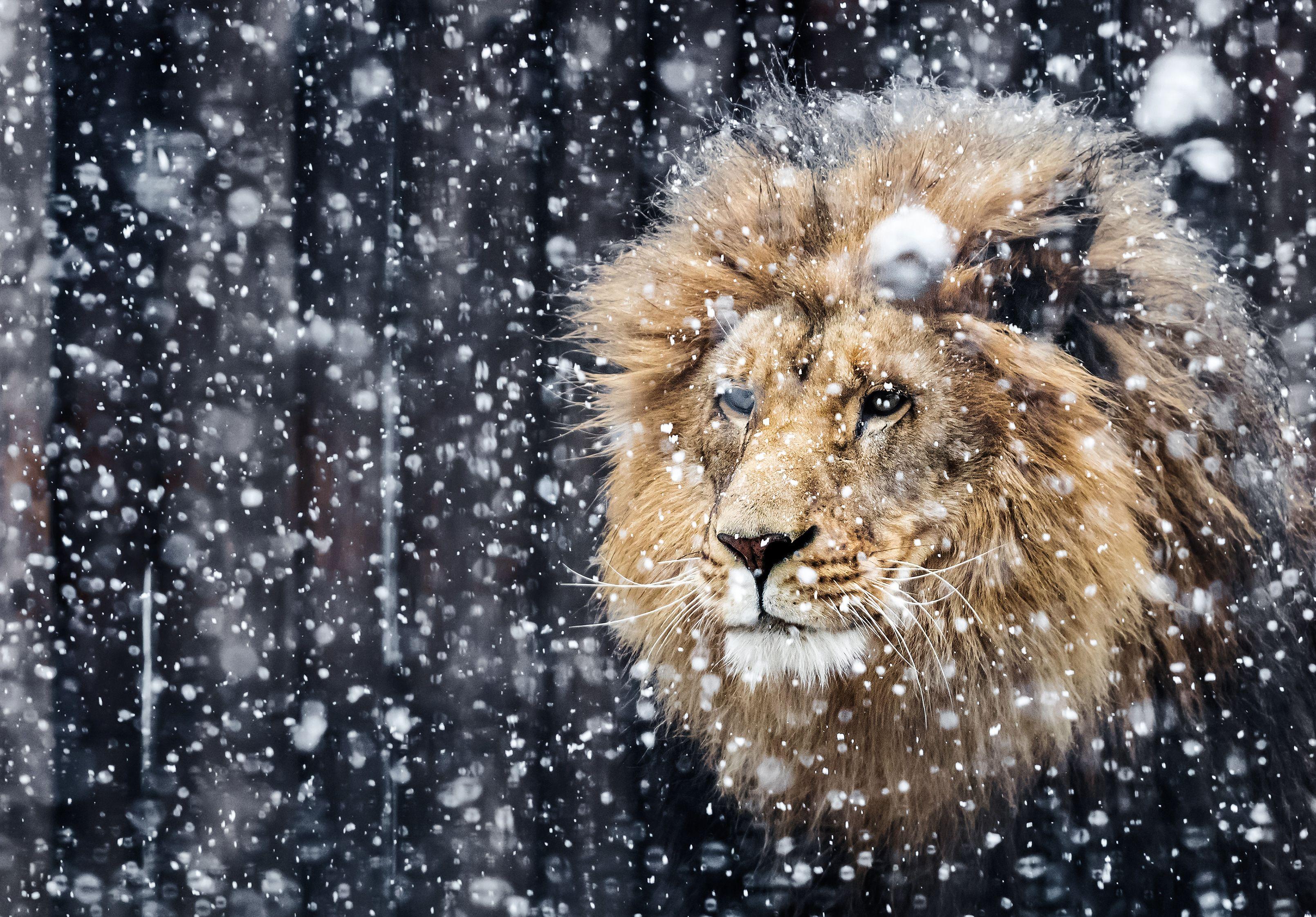3219x2244 3219x2244 Portrait of a Beautiful Lion Winter Edition. Mocah.org HD Desktop Wallpaper