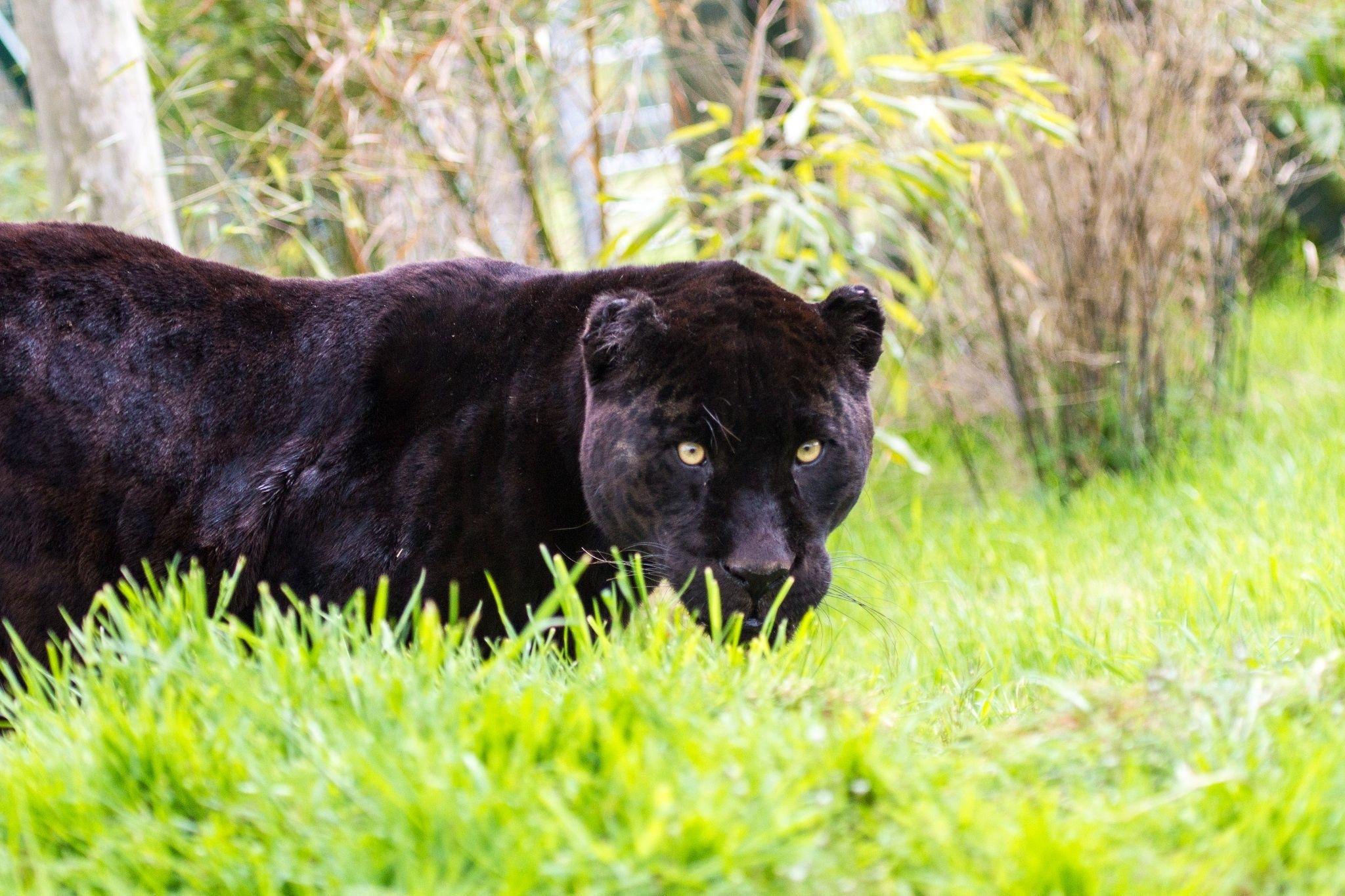 2048x1365 jaguar, Panther, Wild, Cat, Grass Wallpaper HD / Desktop and Mobile Background
