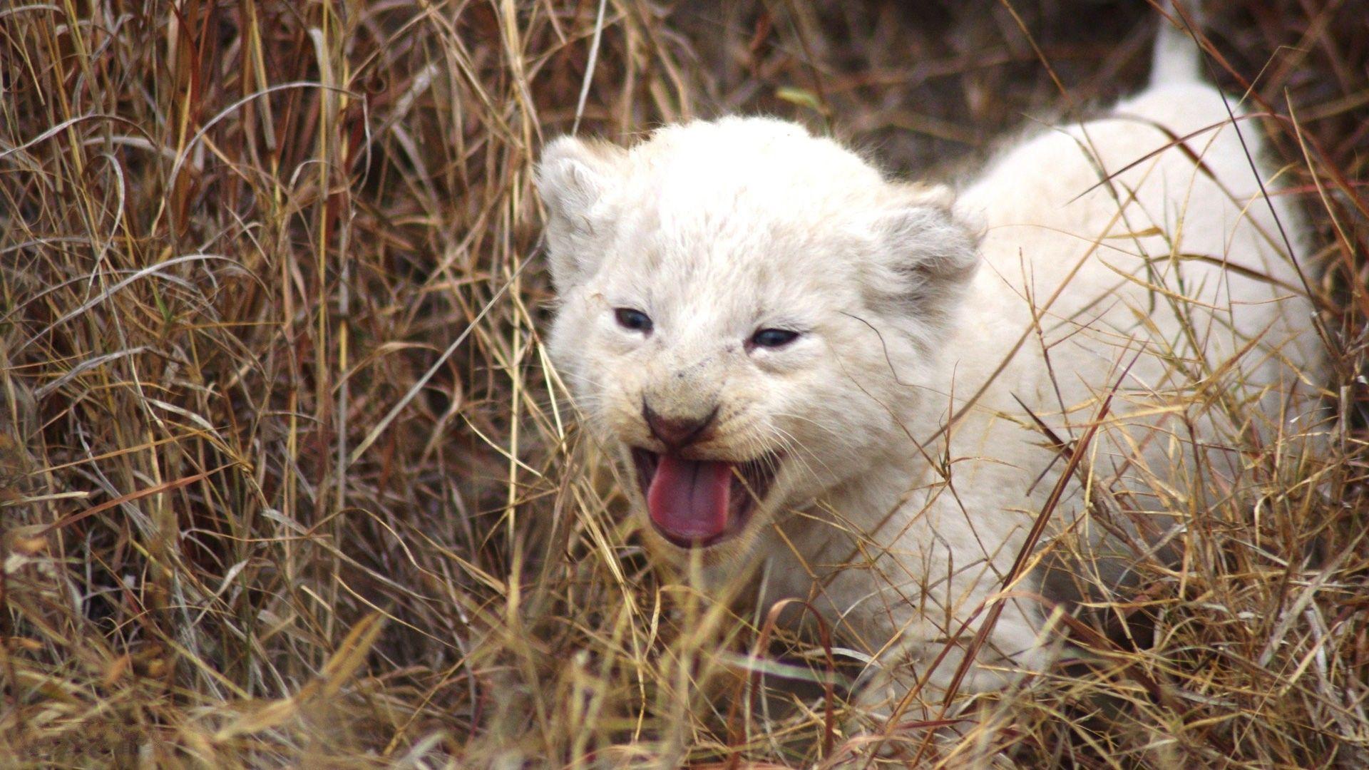 1920x1080 Lion Wallpaper Desktop