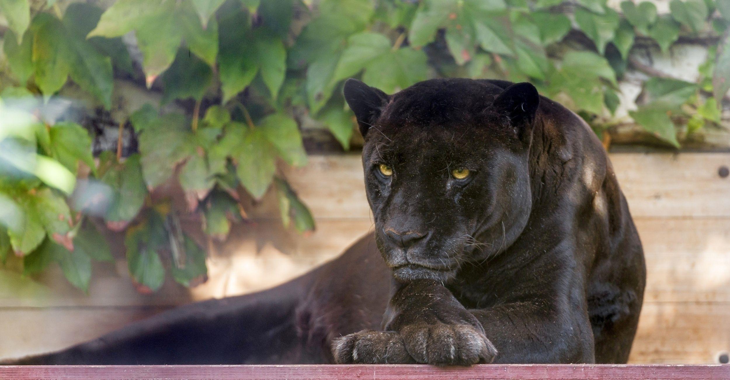 2500x1303 Download wallpaper 2500x1303 panther, wild cat, carnivore, black HD background