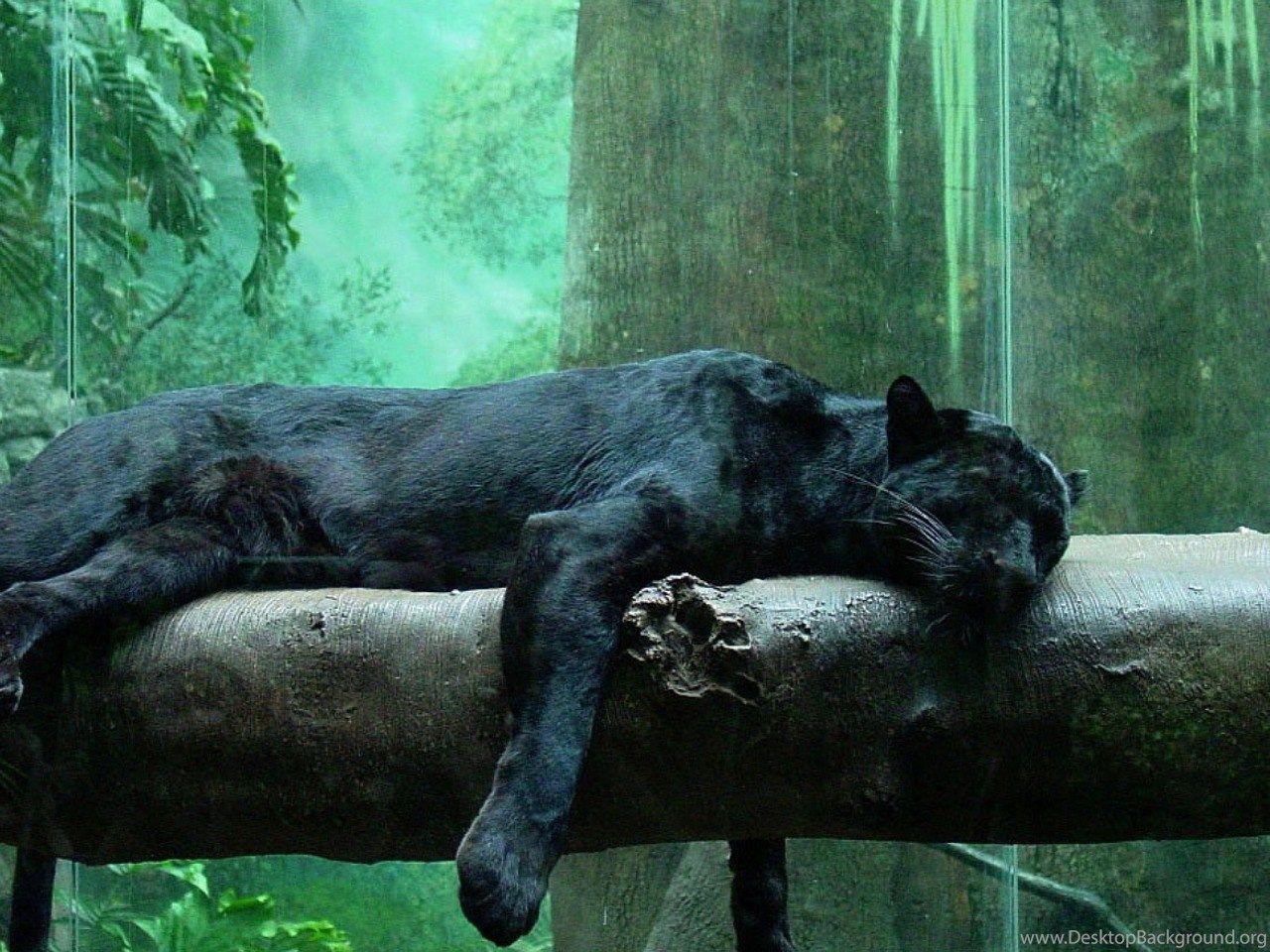 1280x960 Black Panthers Wild Jungle Animals Desktop Wallpaper Desktop Background