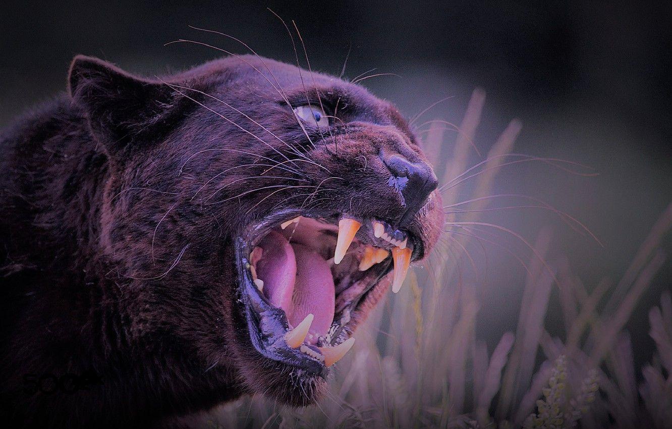 1332x850 Wallpaper nature, cat, panther, wild, black panther, aggressive image for desktop, section кошки