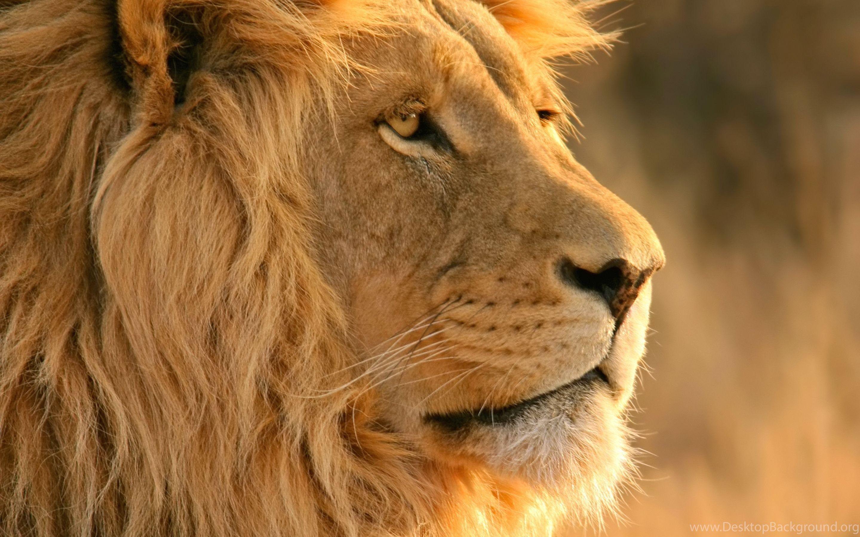 2880x1800 Beautiful Lion Wallpaper For Desktop Background Desktop Background