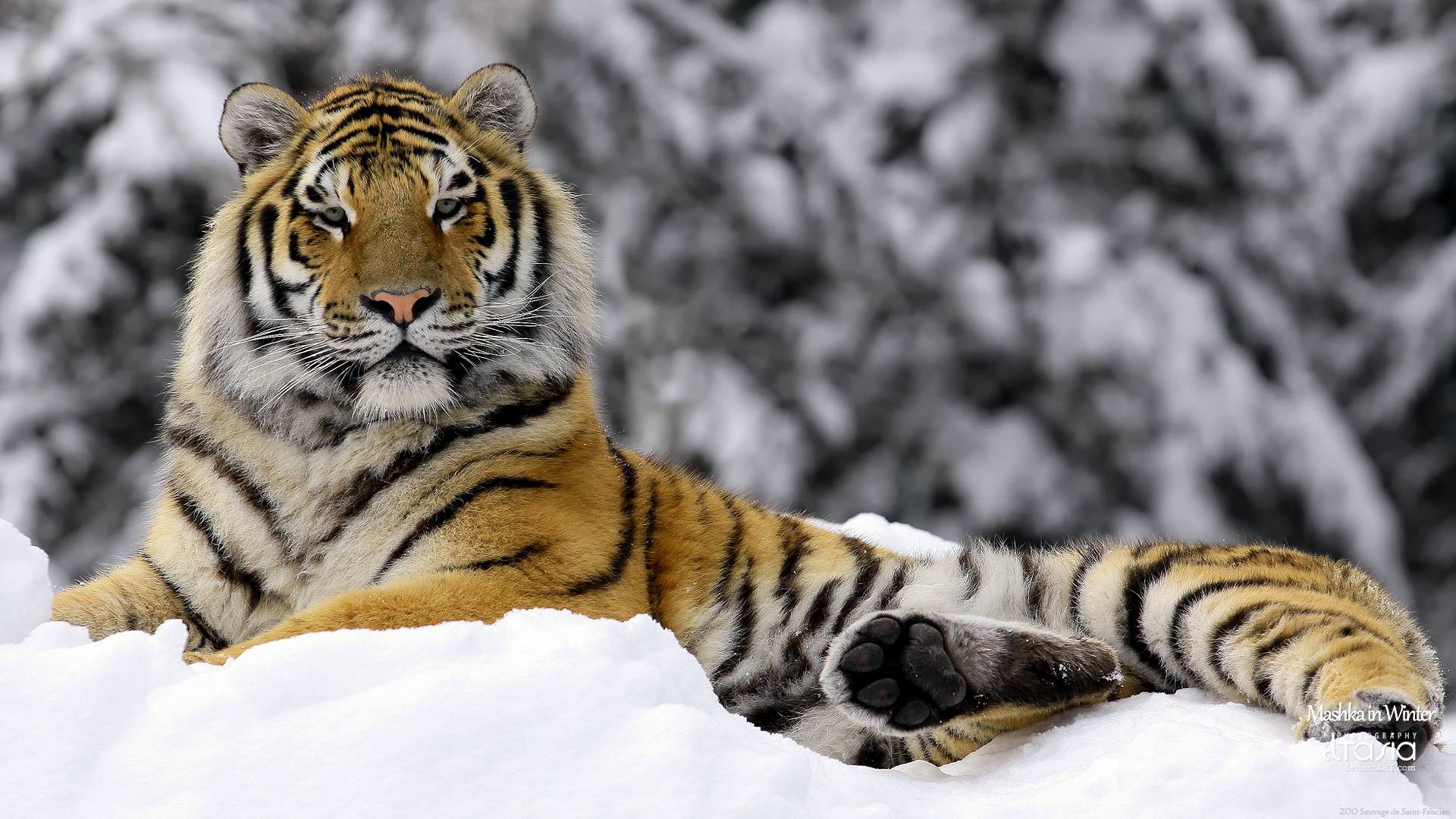 Ice Tiger Wallpapers - Top Free Ice Tiger Backgrounds - WallpaperAccess