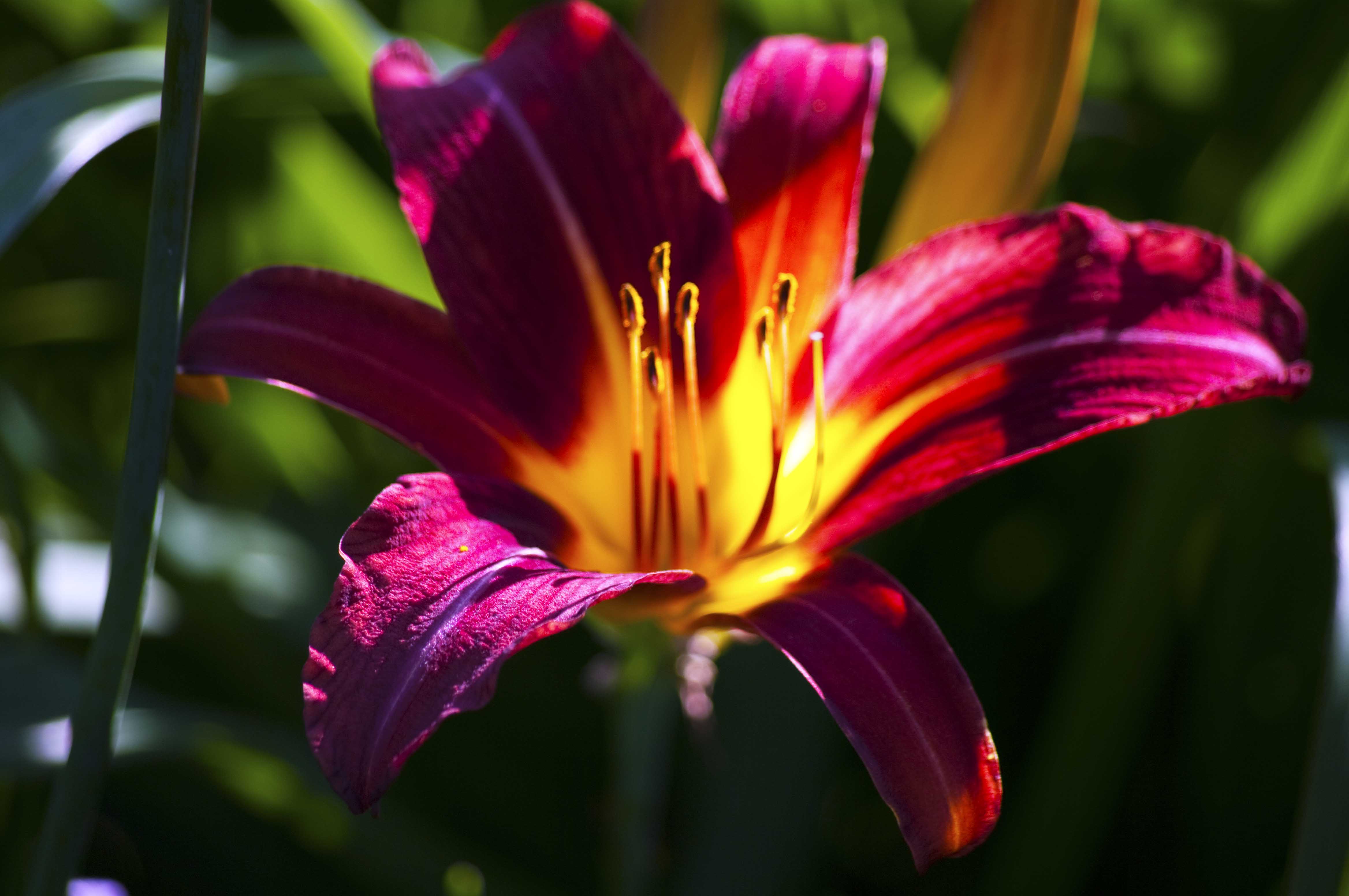 4672x3104 Tiger Lily Desktop Wallpaper HD Wallpaper Background Tiger Lily Flower Background HD Wallpaper