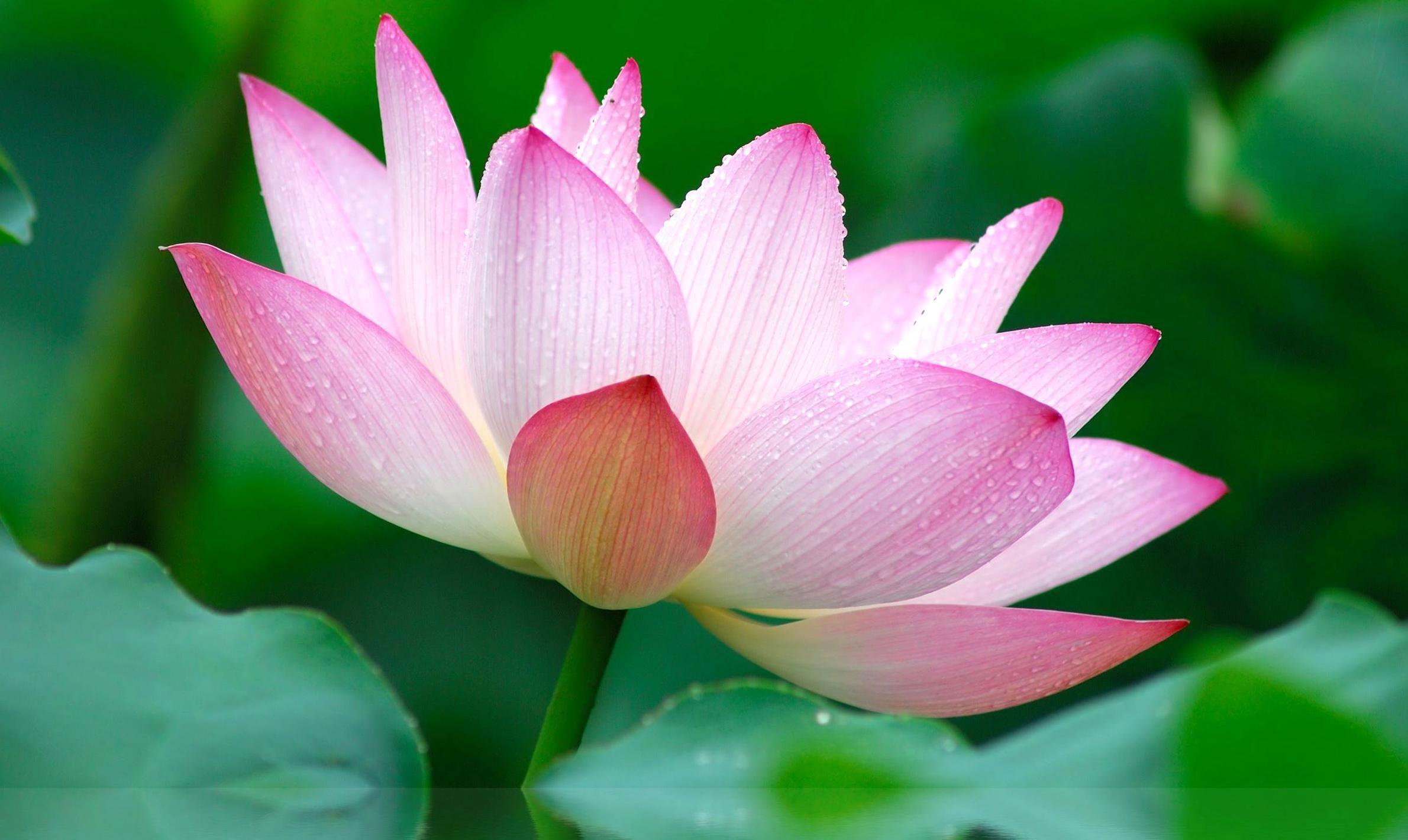 Lotus Flower Garden Wallpapers - Top Free Lotus Flower Garden ...