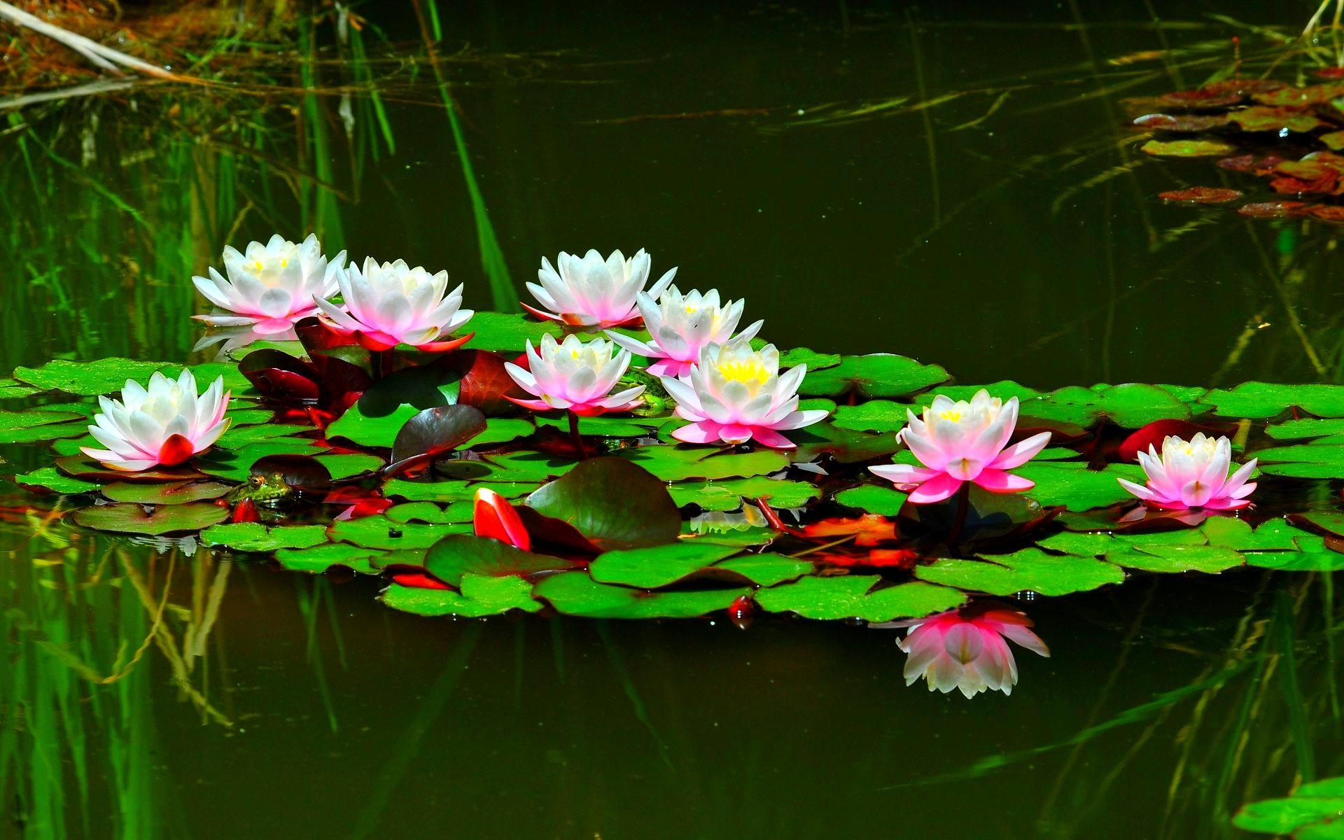 Lotus Flower Garden Wallpapers Top Free Lotus Flower Garden