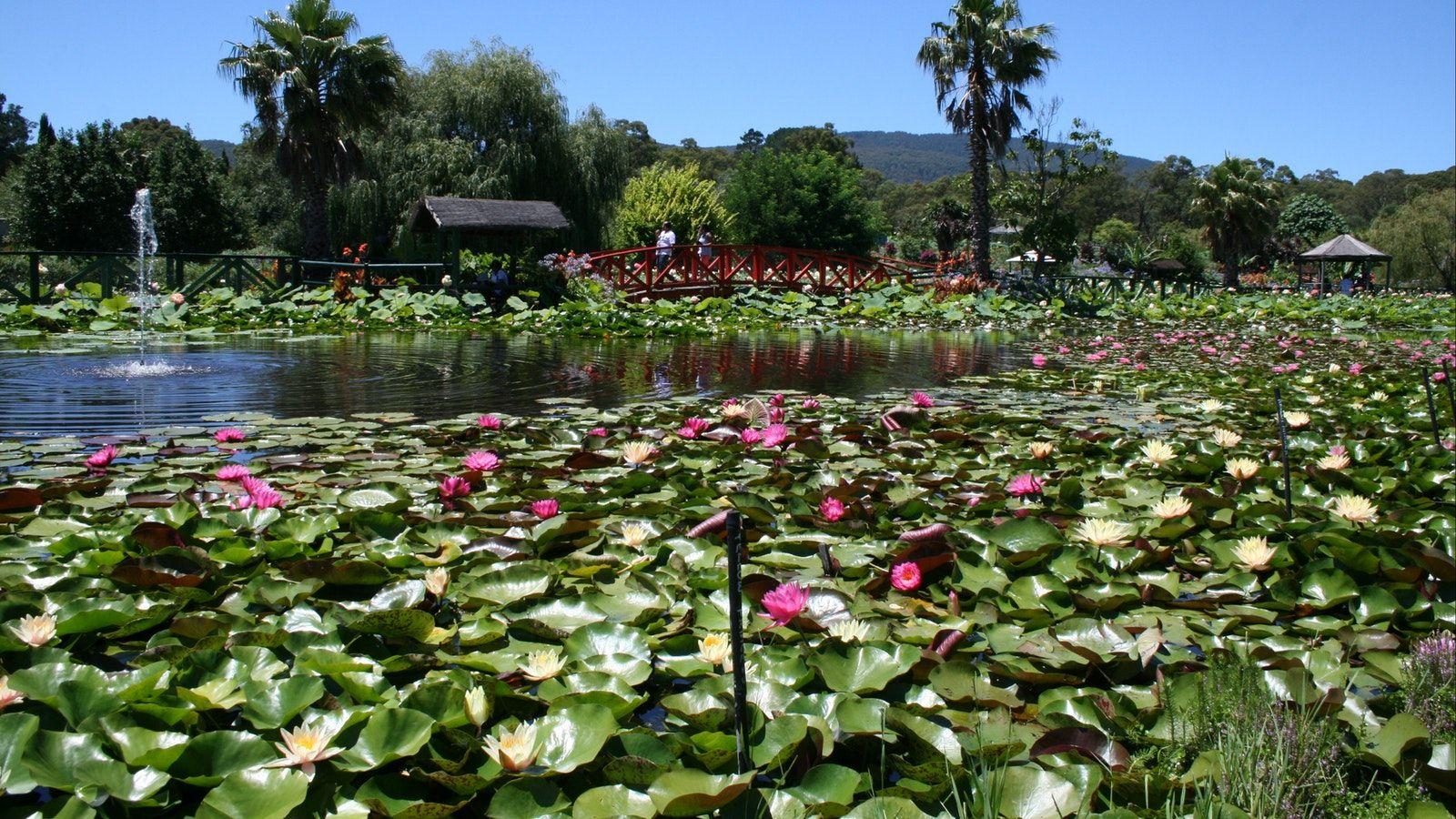 1600x900 Lotus Flower Season, Event, Yarra Valley & Dandenong Ranges, Victoria, Australia
