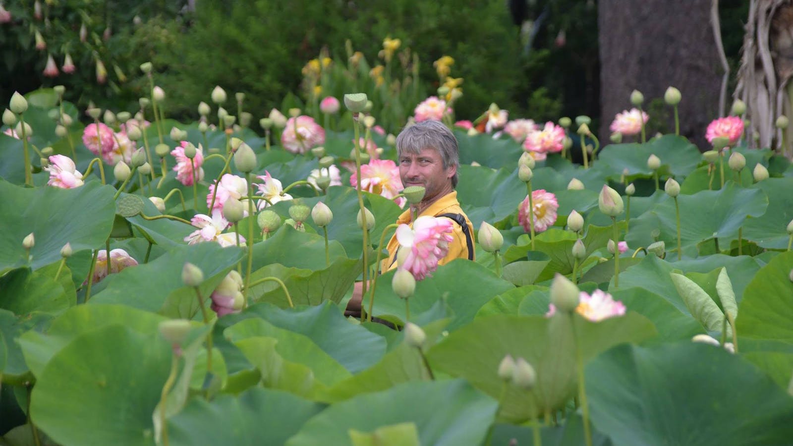 1600x900 Blue Lotus Water Garden, Attraction, Yarra Valley & Dandenong Ranges, Victoria, Australia