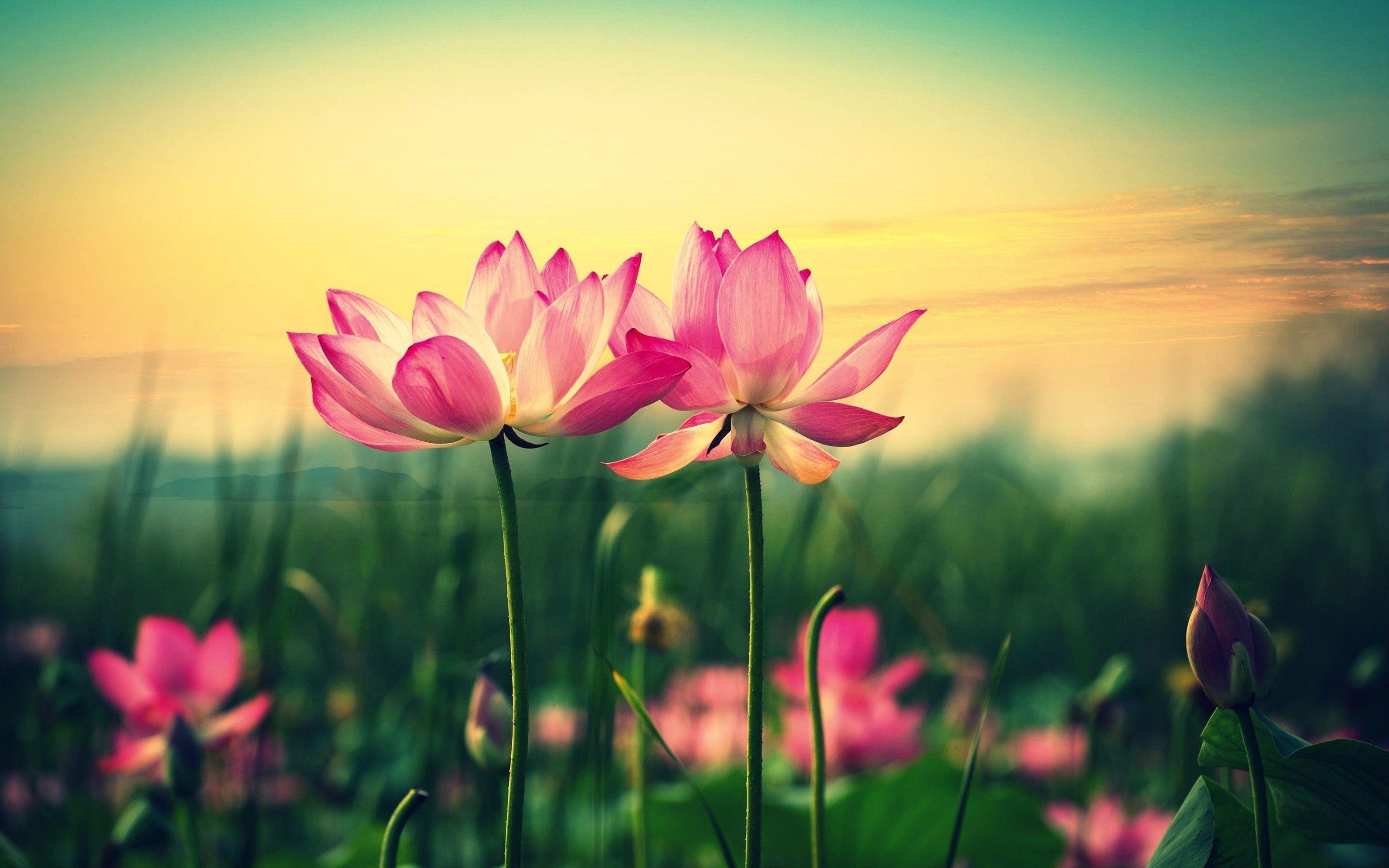 Lotus Flower Garden Wallpapers Top Free Lotus Flower Garden
