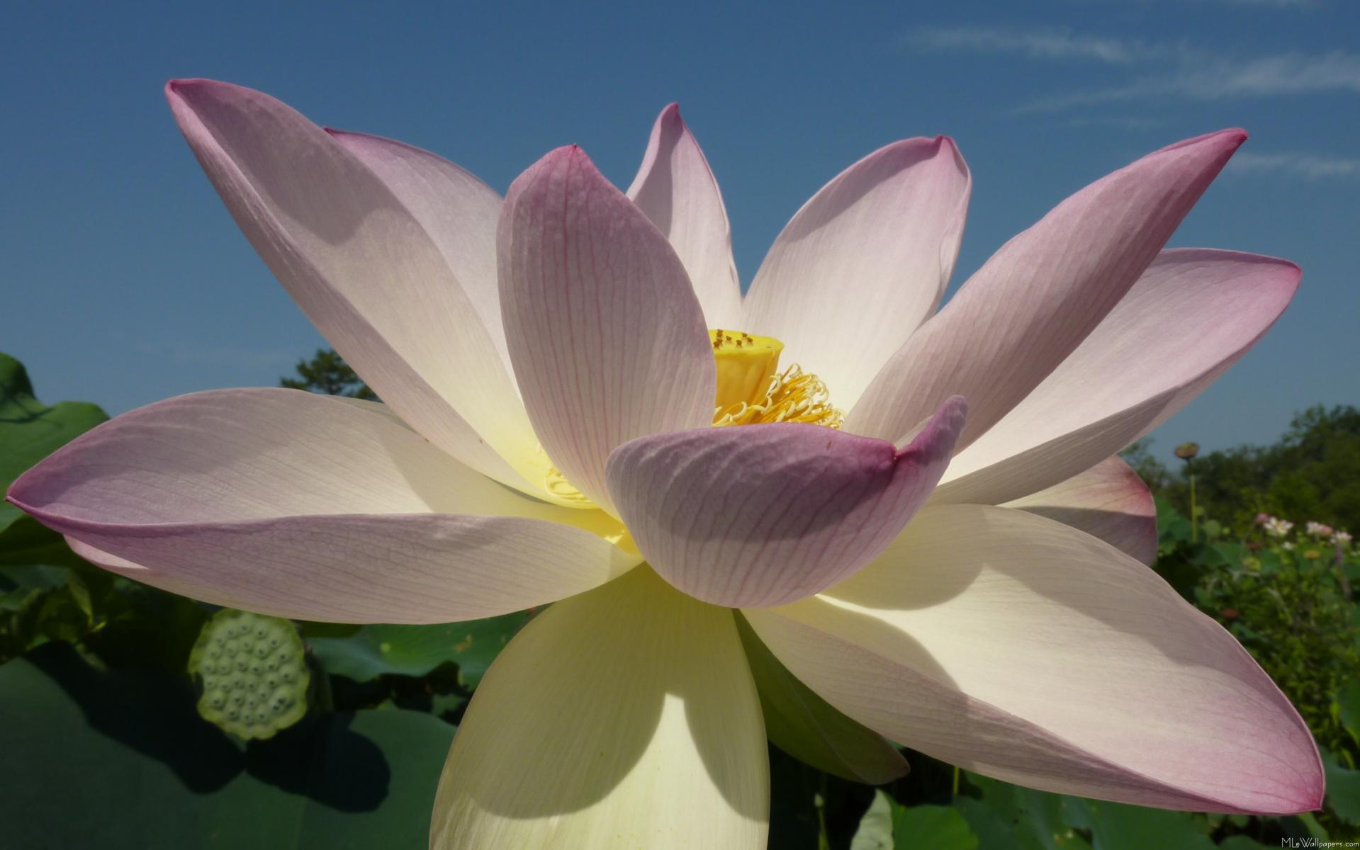 1919x1200 MLeWallpaper.com Flower and Blue Sky I