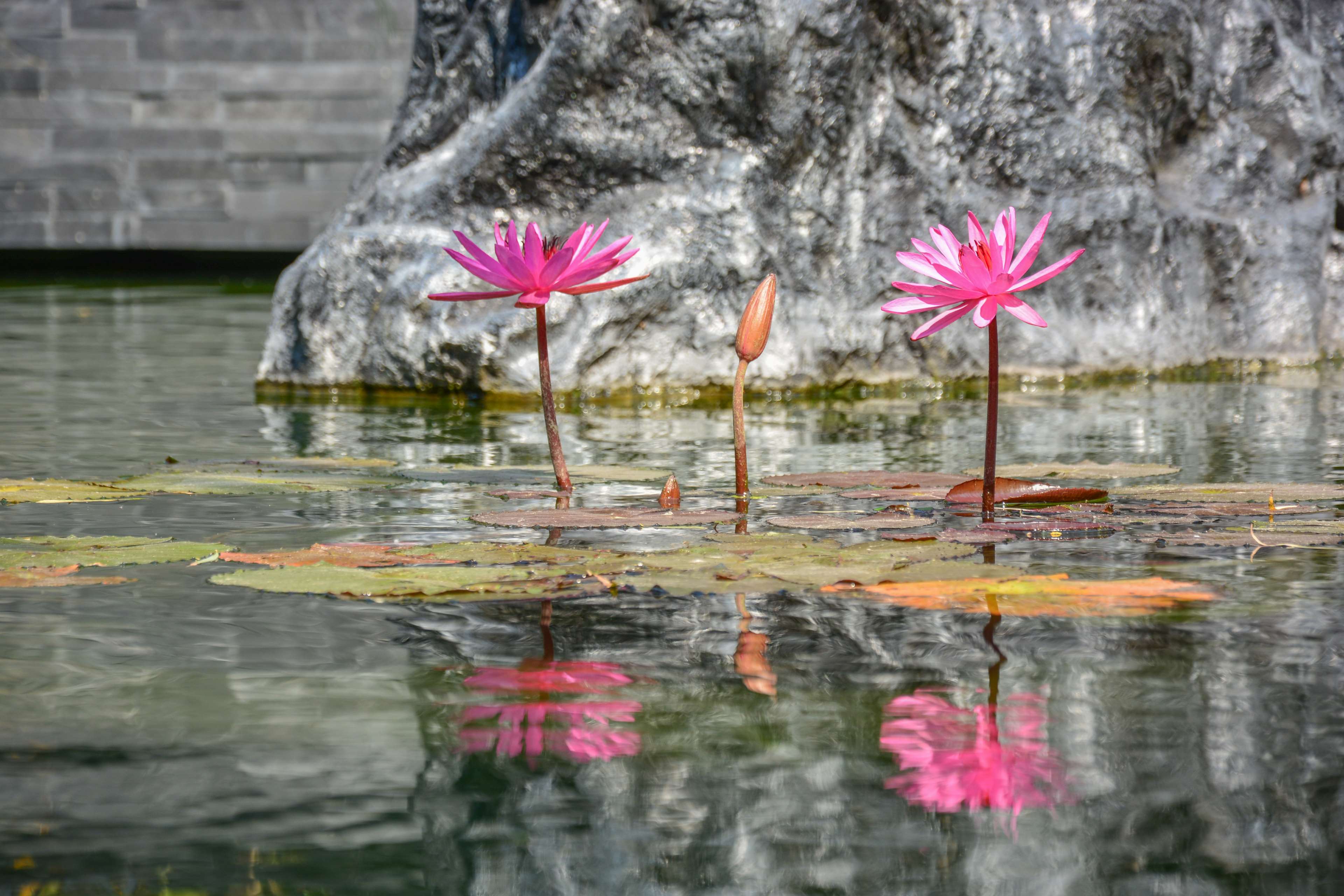 3840x2560 background, bloom, botany, flower, garden, gardening, lotus, natural, nature, outdoor, reflection 4k wallpaper. Mocah.org HD Wallpaper
