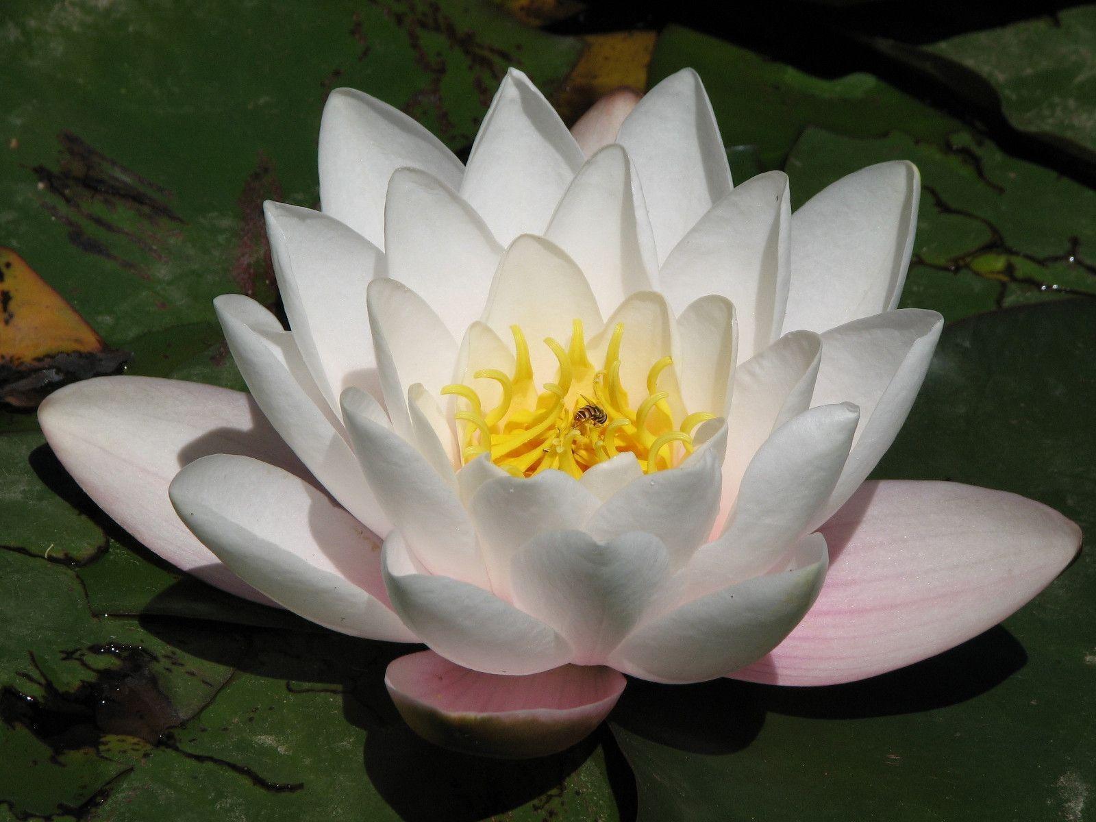 1600x1200 Lotus Flower Wallpaper FREE Picture