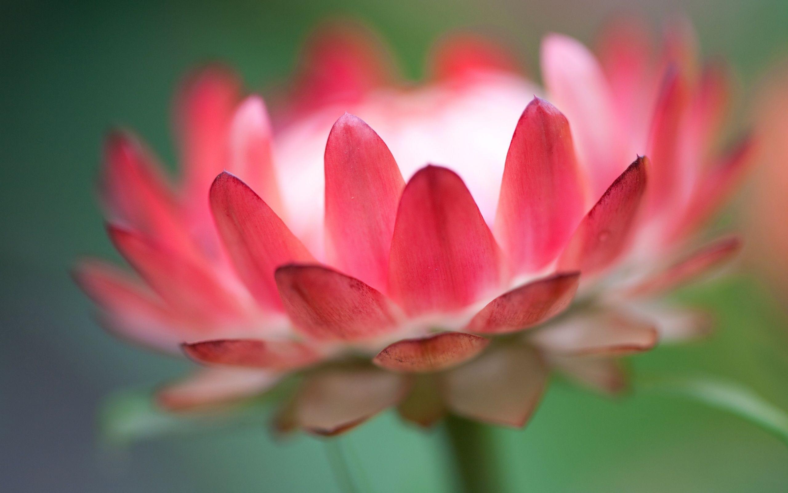 2560x1600 Lotus Flower Wallpaper HD. Full HD Picture