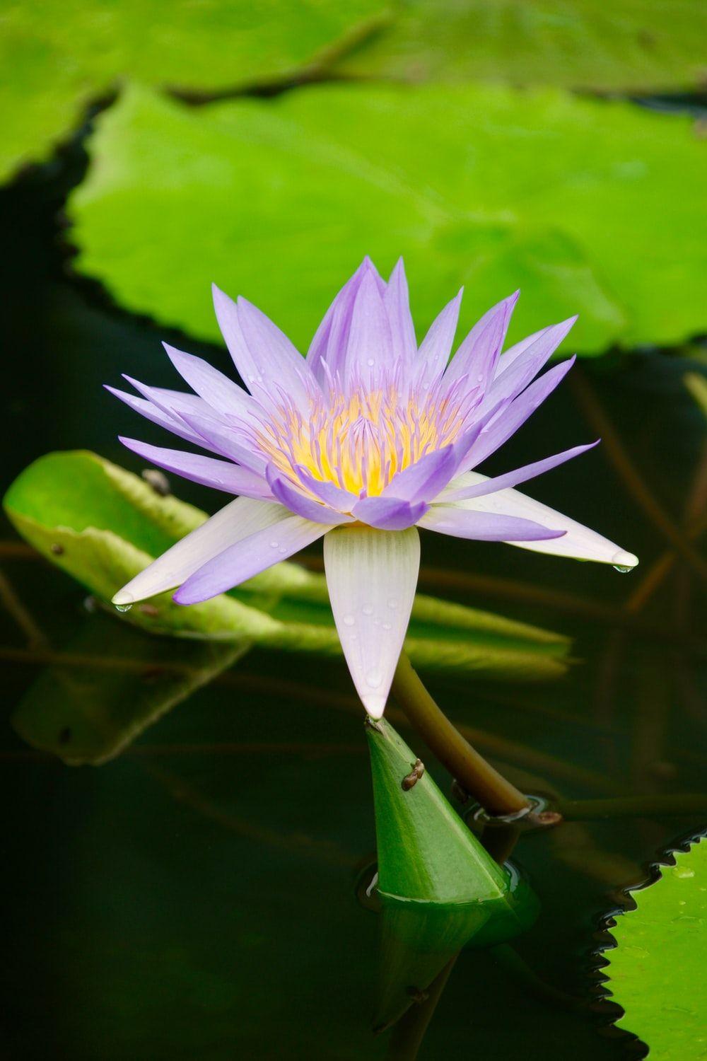 1000x1500 Water Garden Picture. Download Free Image