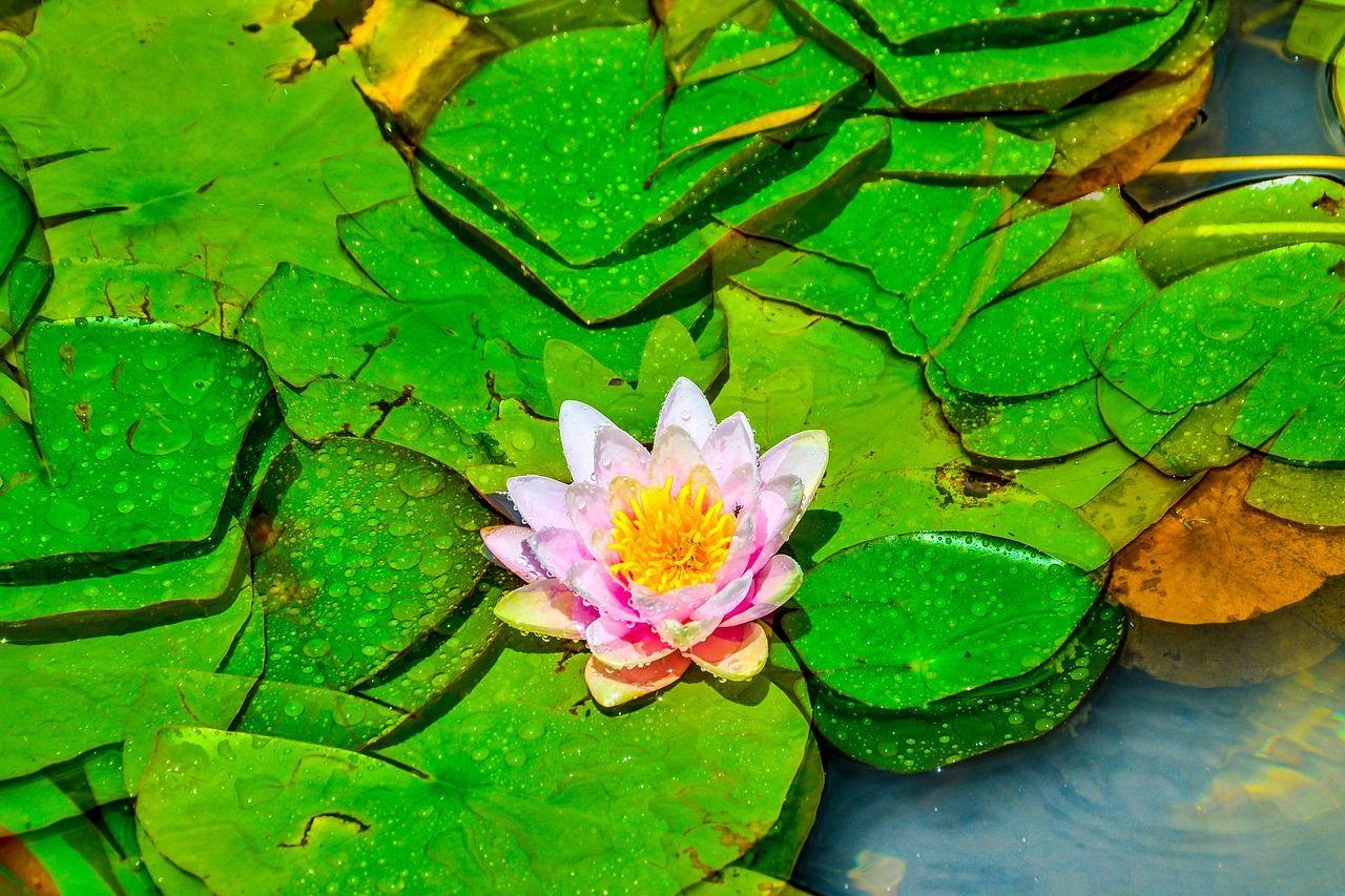 1280x853 Download free photo of Lotus flower, nature, garden, petals, pink