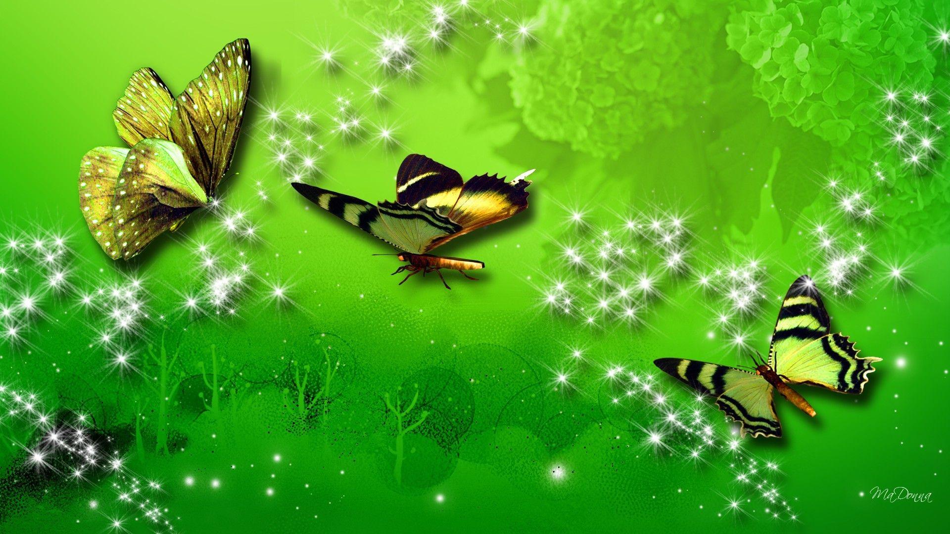 Green Butterfly Wallpapers Top Free Green Butterfly Backgrounds