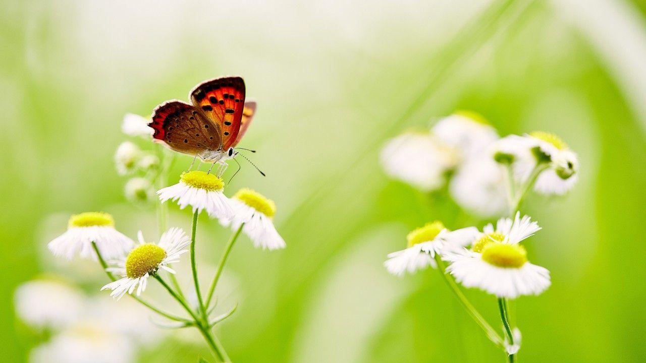 1280x720 Wallpaper Butterfly, White Daisies, 5K, Flowers / Editor's Picks