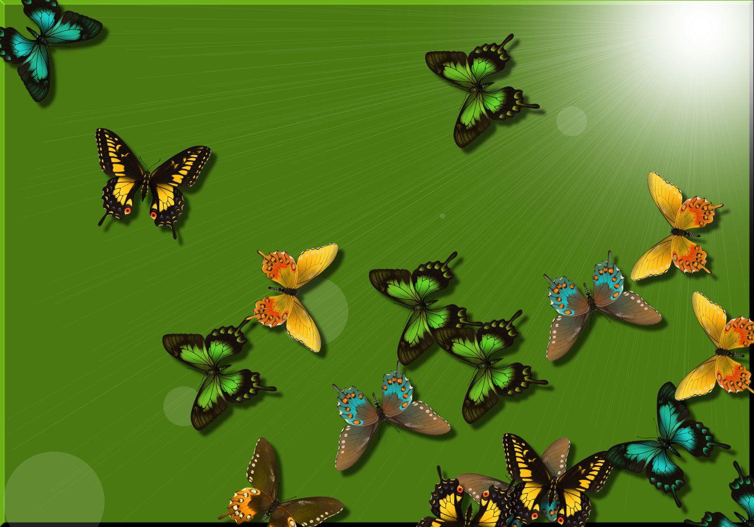 Green Butterfly Wallpapers - Top Free Green Butterfly Backgrounds