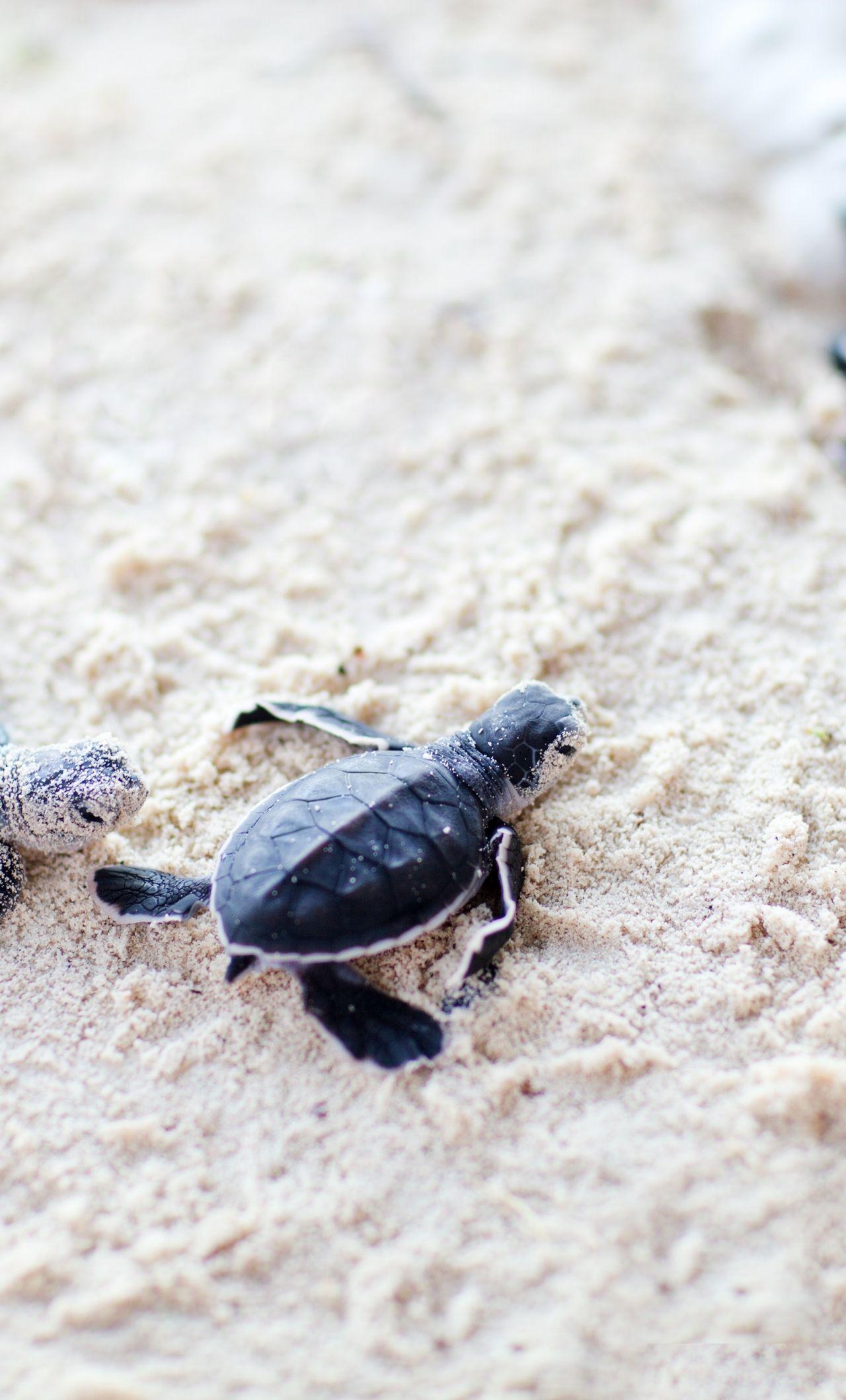 Cute Turtle iPhone Wallpapers Top Free Cute Turtle iPhone Backgrounds