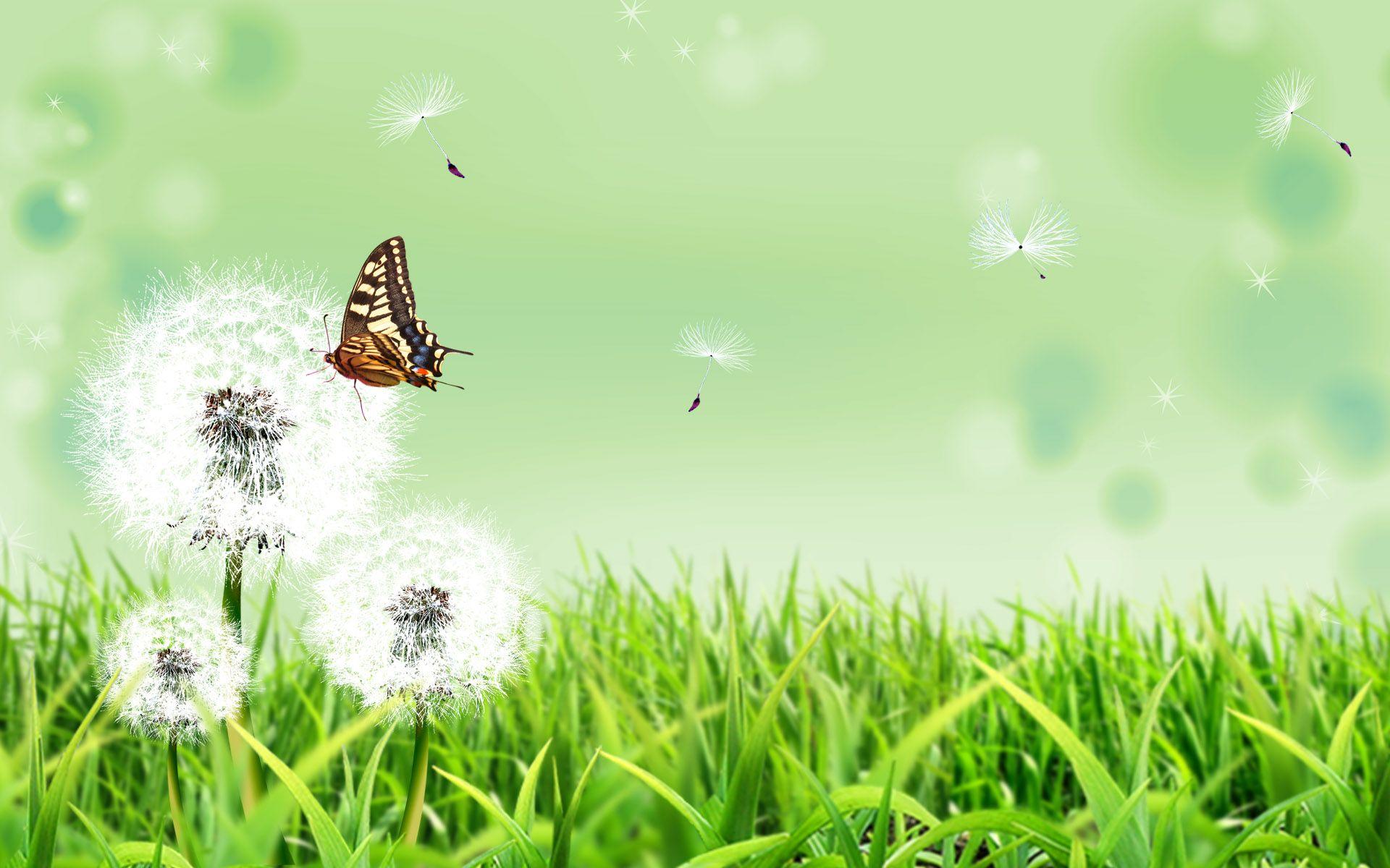 1920x1200 1920x1200px Butterfly Browser Themes & Desktop Background