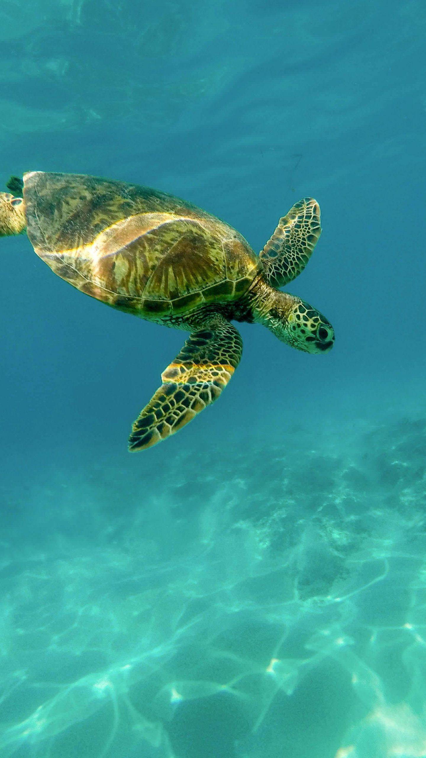 1440x2560 Turtle Wallpaper
