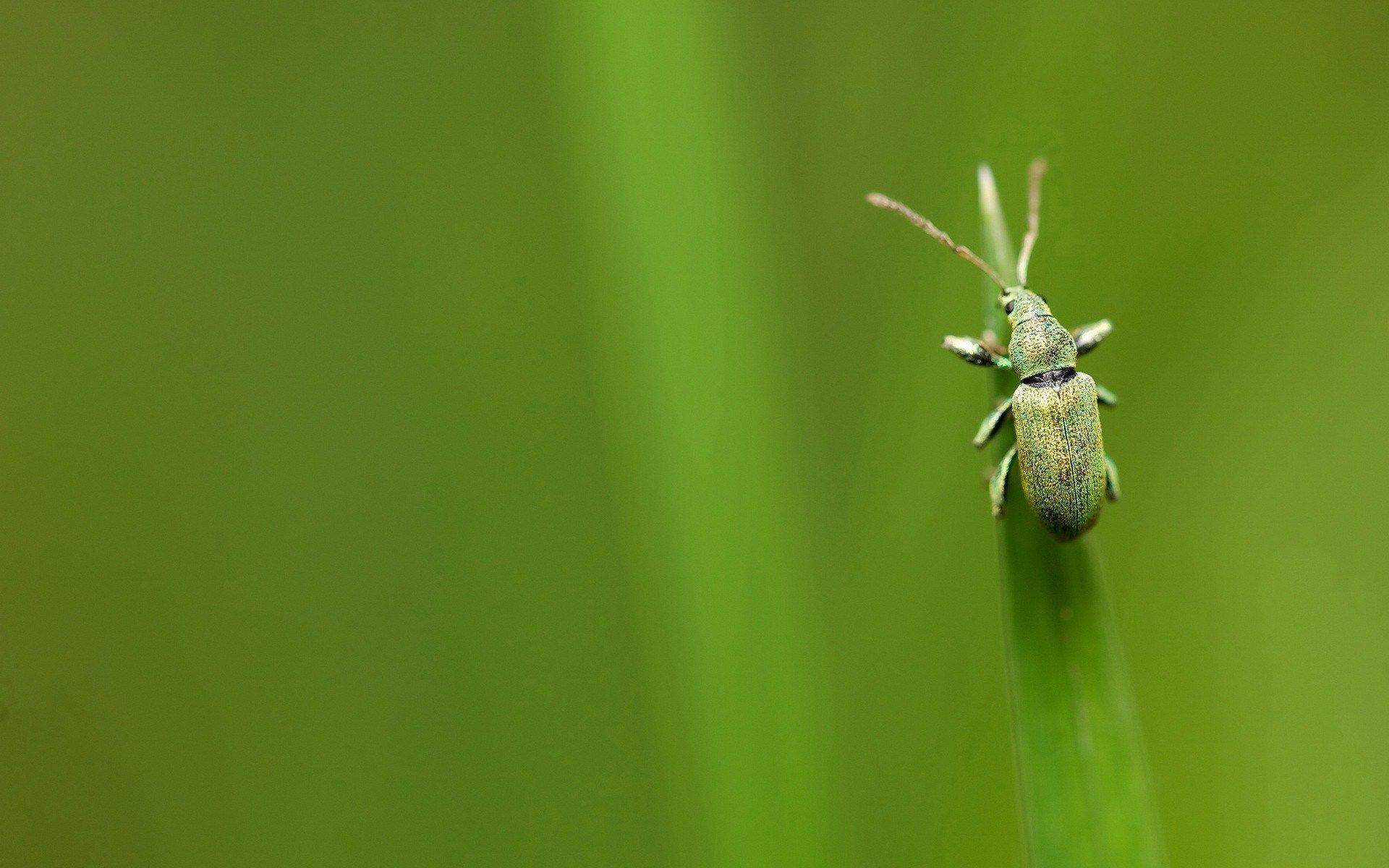 1920x1200 green butterfly wallpaper Desktop Wallpaperk HD