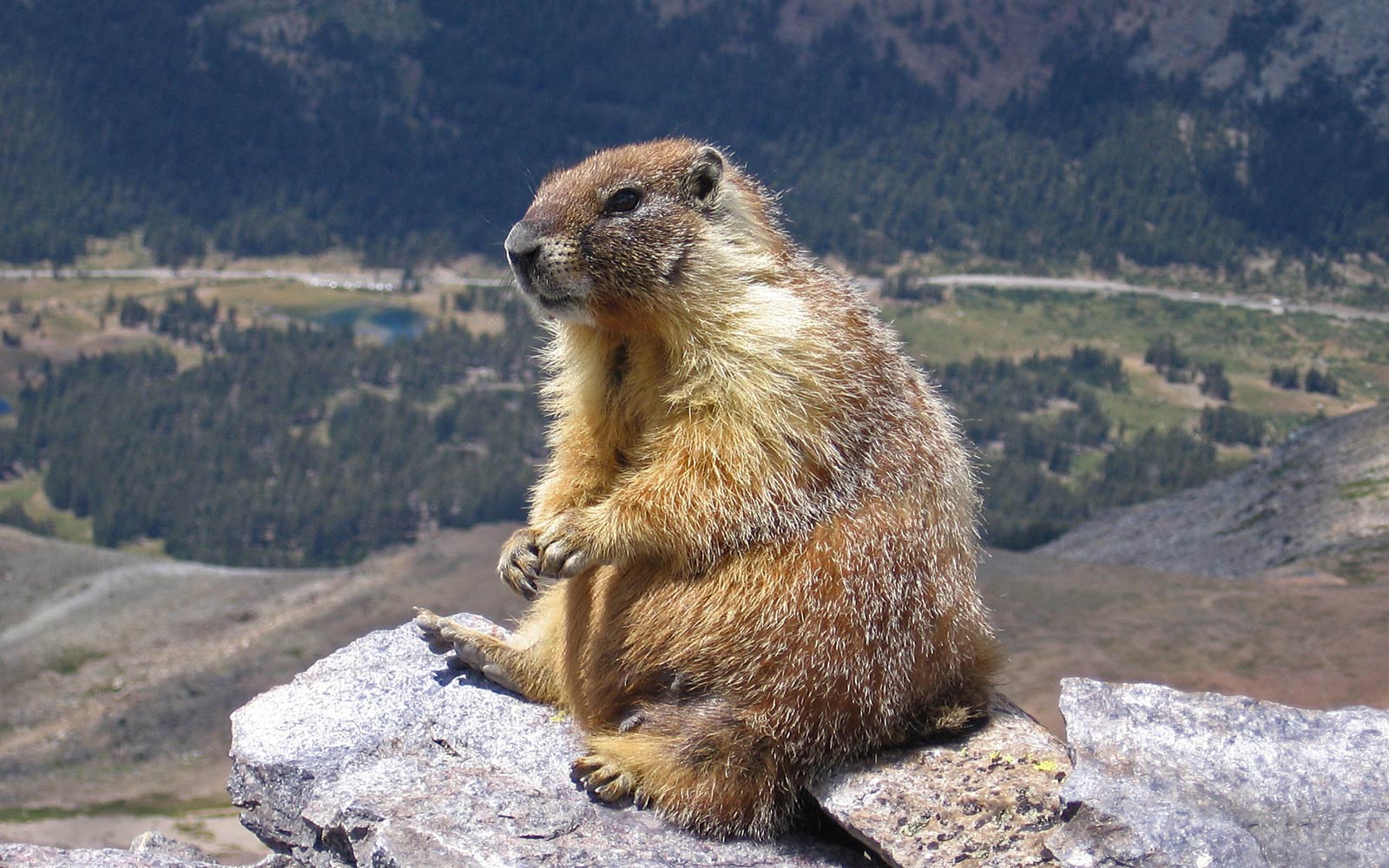 1600x1000 Marmot Wallpaper. Alpine Marmot Wallpaper, Marmot Wallpaper and Bobak Marmot Wallpaper