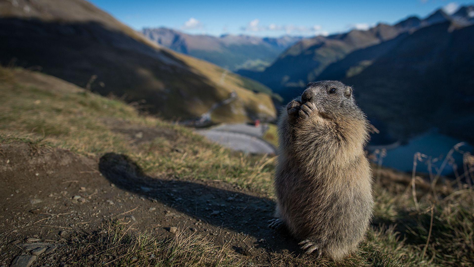 1920x1080 Marmot Wallpaper 15 Top Free Marmot HD Wallpaper For Desktop. Amazing HD wallpaper, Desktop wallpaper, HD wallpaper