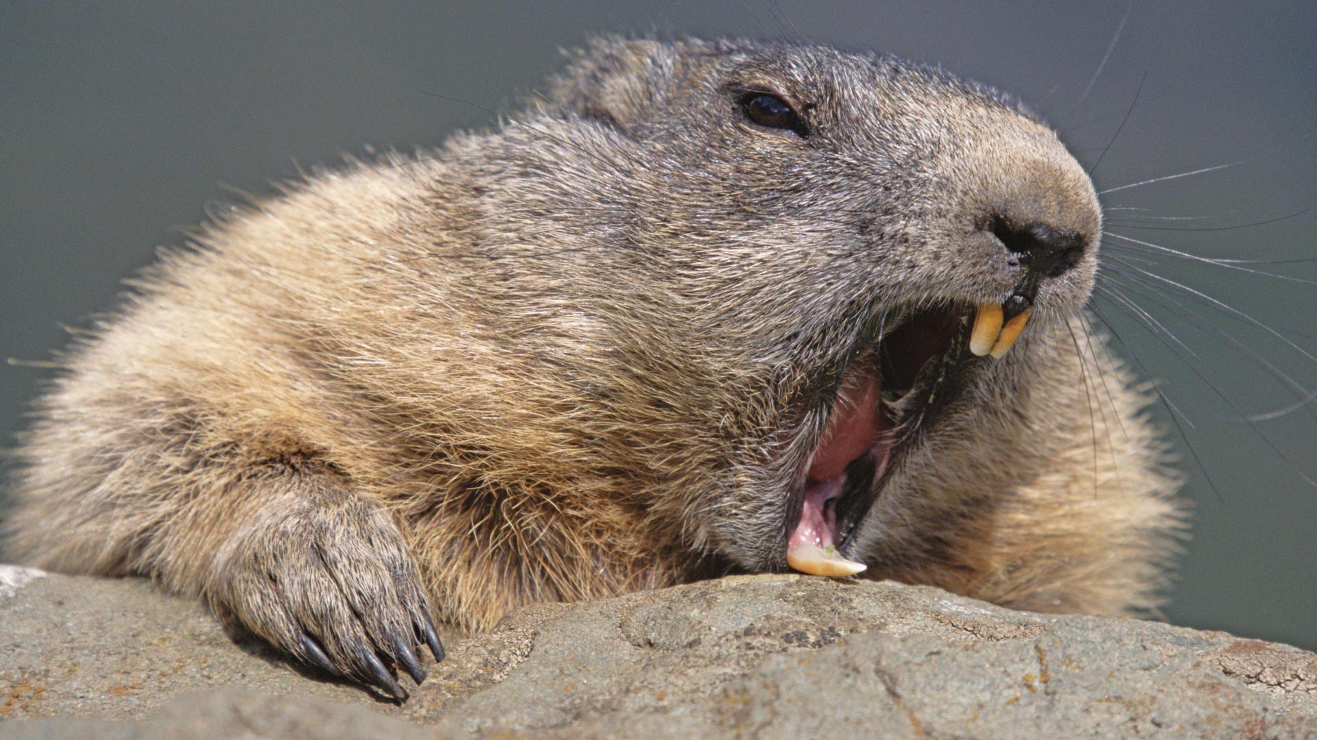 Marmot Wallpapers - Top Free Marmot Backgrounds - WallpaperAccess