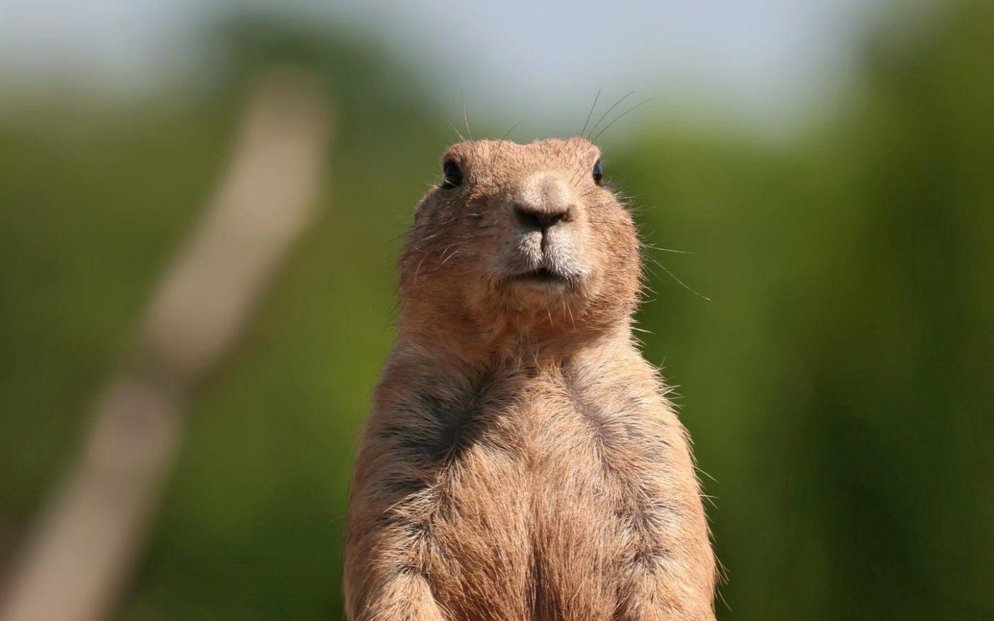 1400x875 marmot wallpaper. One Wallpaper Online