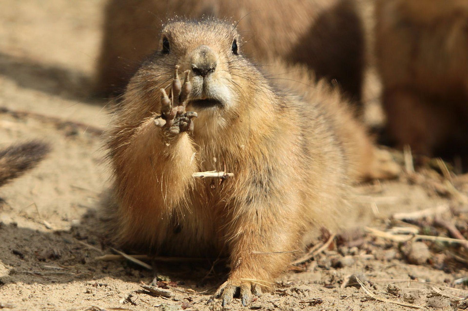 1920x1276 Marmot Animal Wallpaper Free