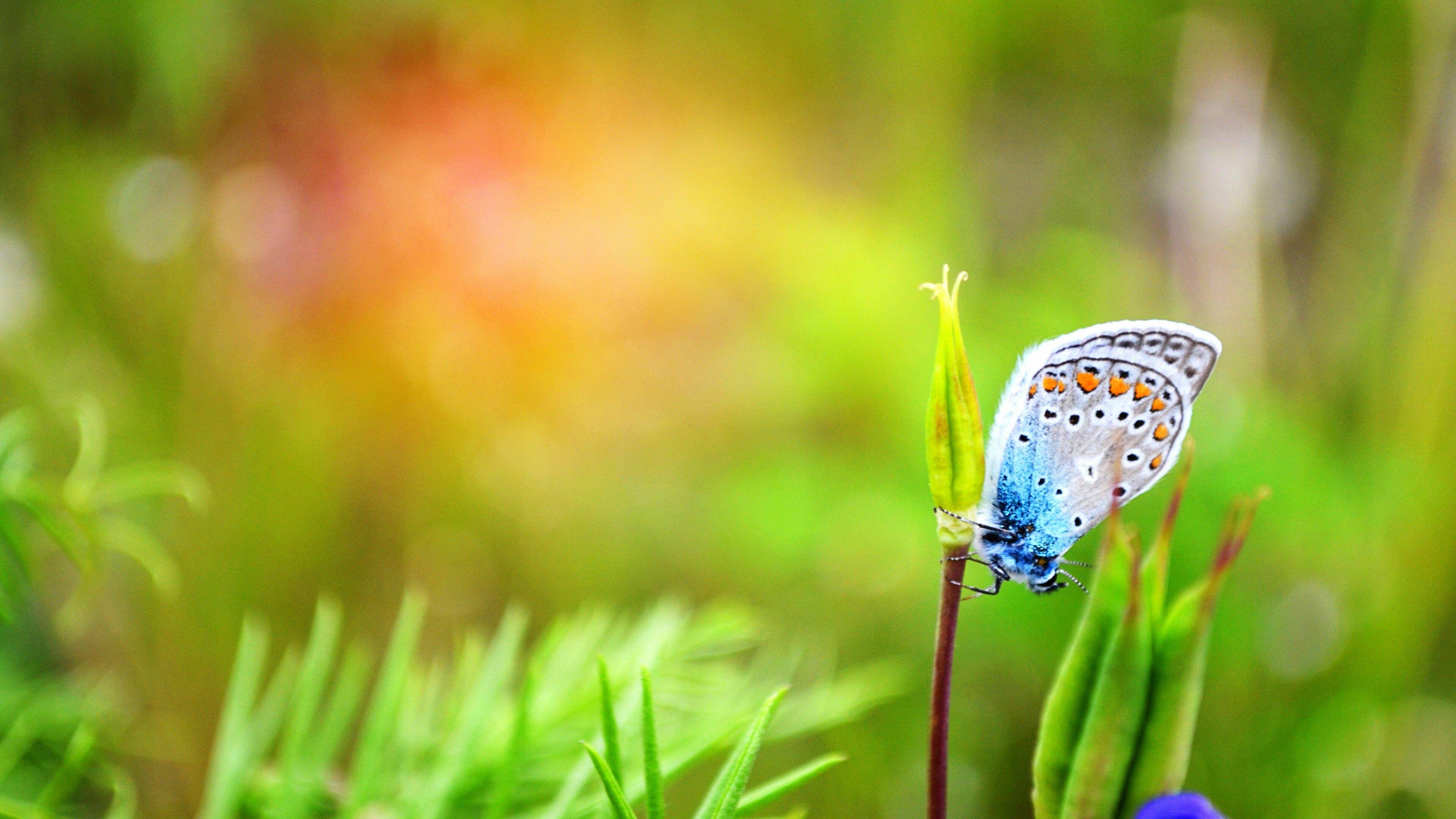 3840x2160 Blue Butterfly Wallpaper. Wallpaper Studio 10. Tens of thousands