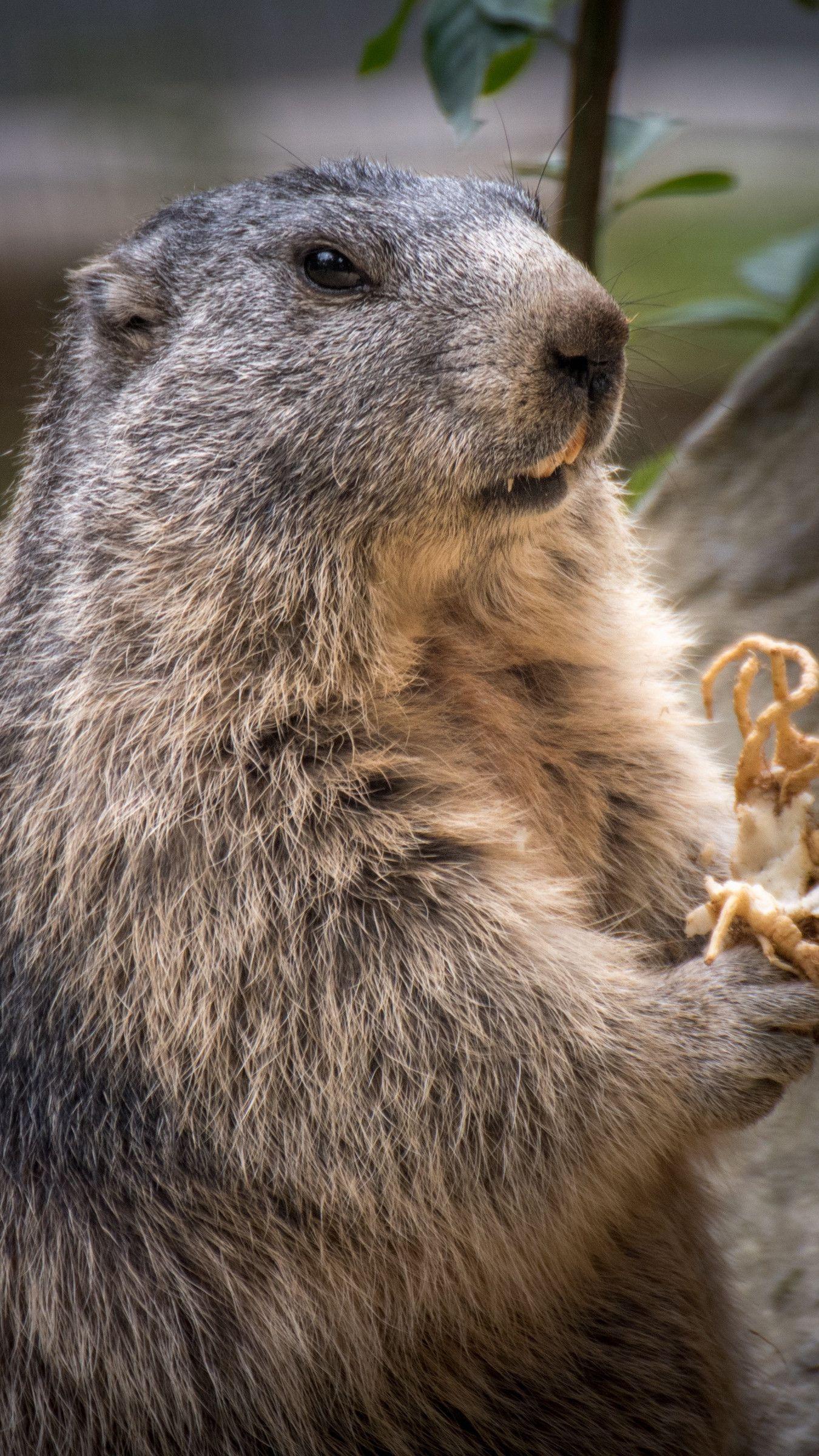 1350x2400 Marmot Wallpaper 45 Top Free Marmot Background For Ios. Top free, Amazing HD wallpaper, Marmot