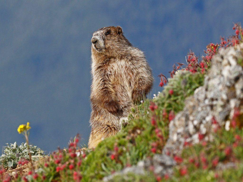 Marmot Wallpapers - Top Free Marmot Backgrounds - WallpaperAccess