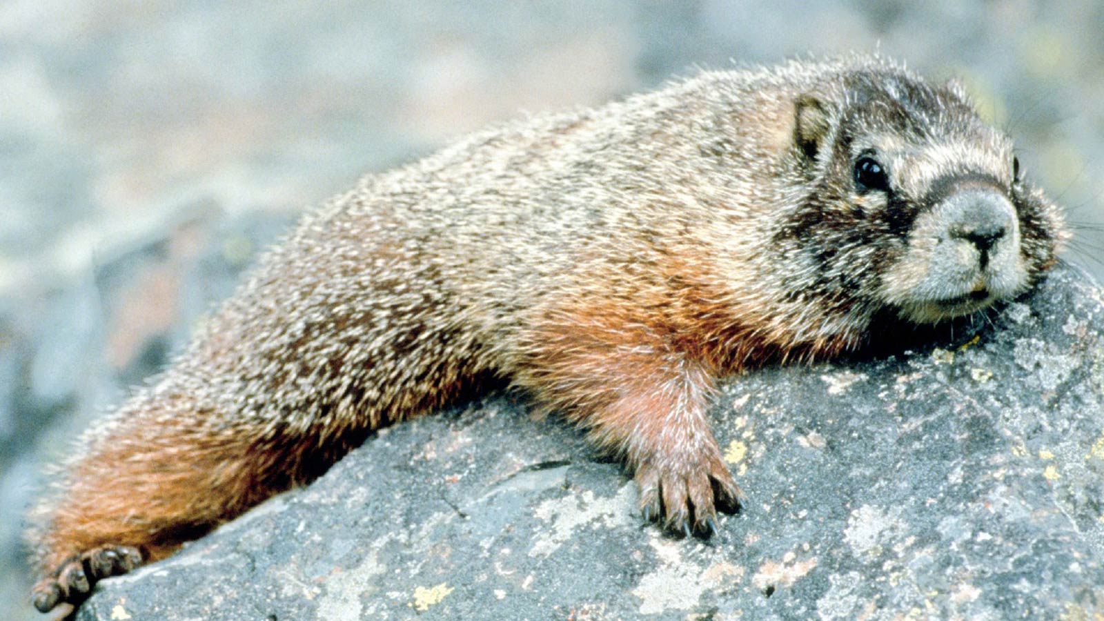 1600x900 Marmot Wallpaper and Background