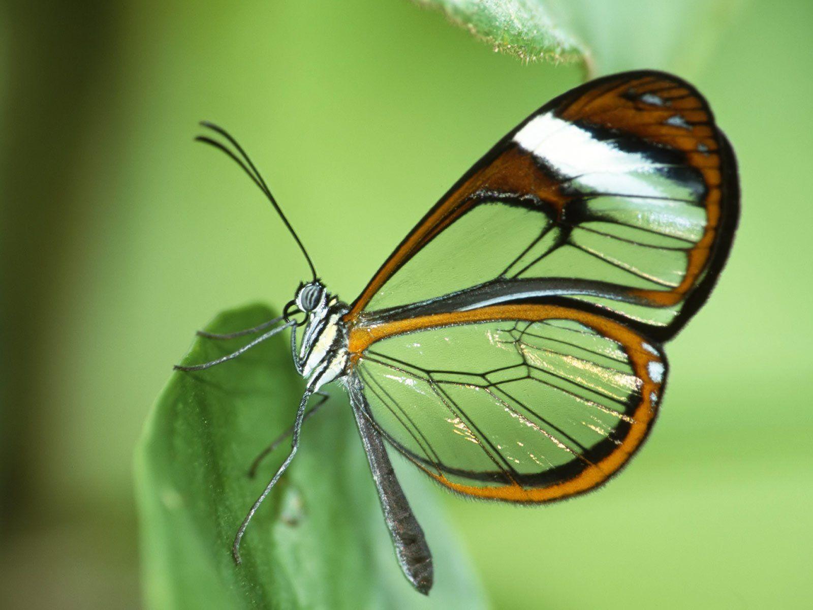 1600x1200 Green nature insects Glasswing Butterfly butterflies wallpaper